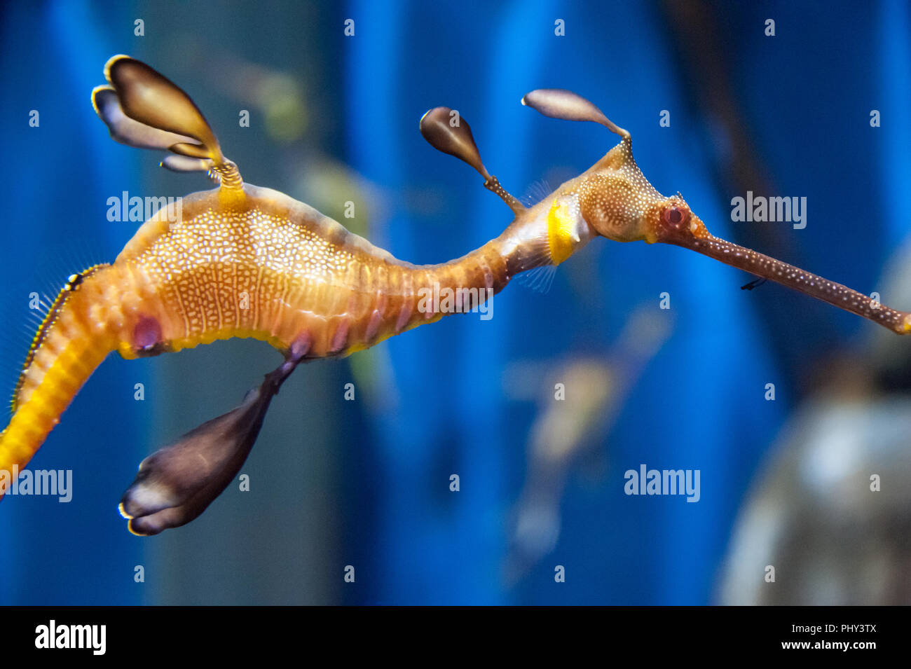 Weedy Sea Dragon (Phyllopteryx taeniolatus) am Georgia Aquarium in der Innenstadt von Atlanta, Georgia. (USA) Stockfoto