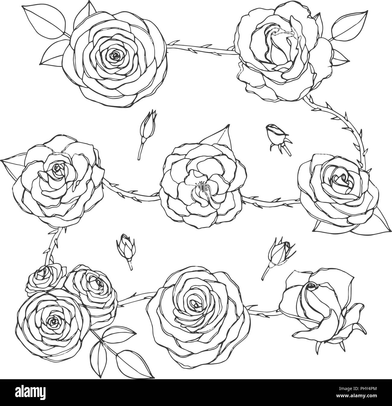 Vektor einrichten von rose Blüten und Knospen, Blätter und dornigen Stiele line Art auf weißem Hintergrund. Hand floral Sammlung von Blüten in s erstellt Stock Vektor
