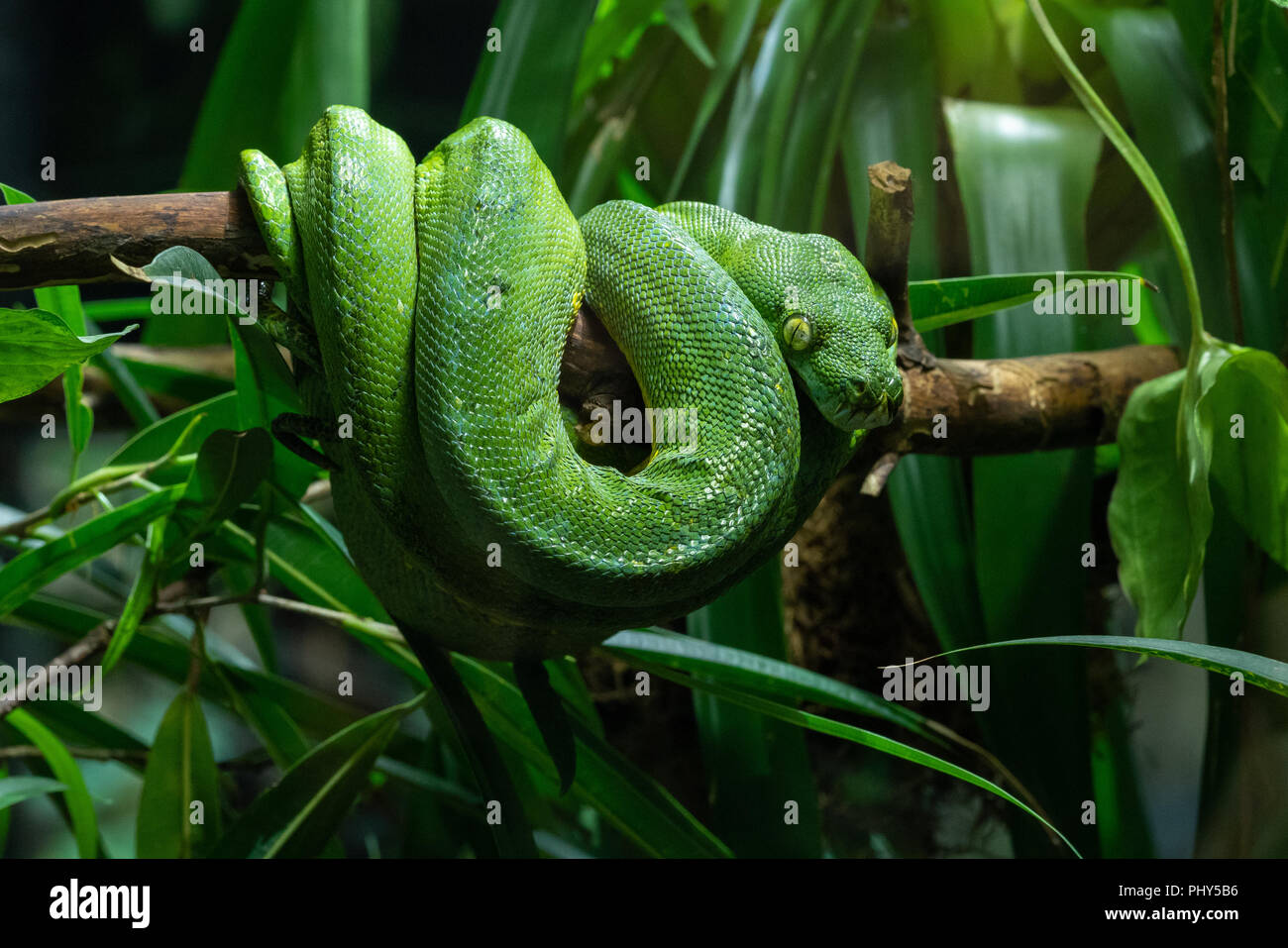 Grüner Baumpython (Morelia Viridis) Stockfoto