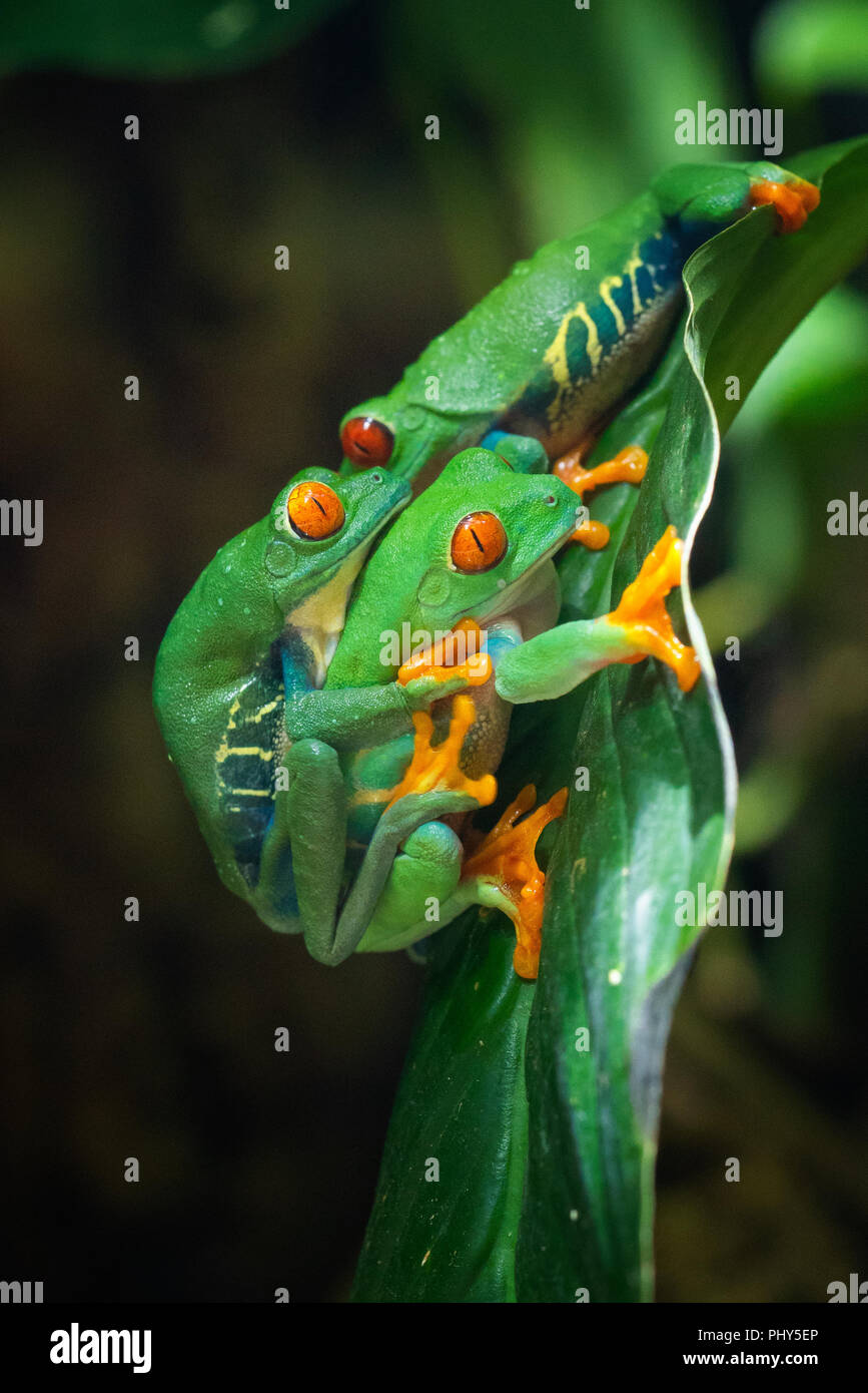 Rotäugigen Baumfrosch (Agalychnis Callidryas) Stockfoto