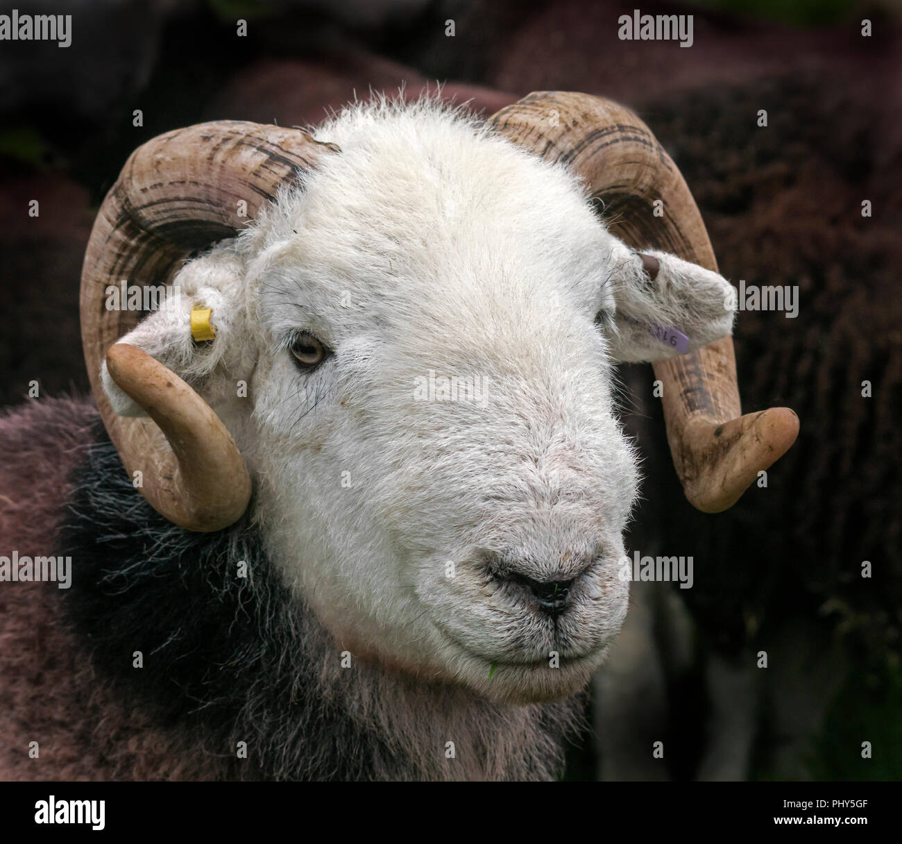 Herdwick Rams bei Serenity zeigen, warten beurteilt werden. Stockfoto