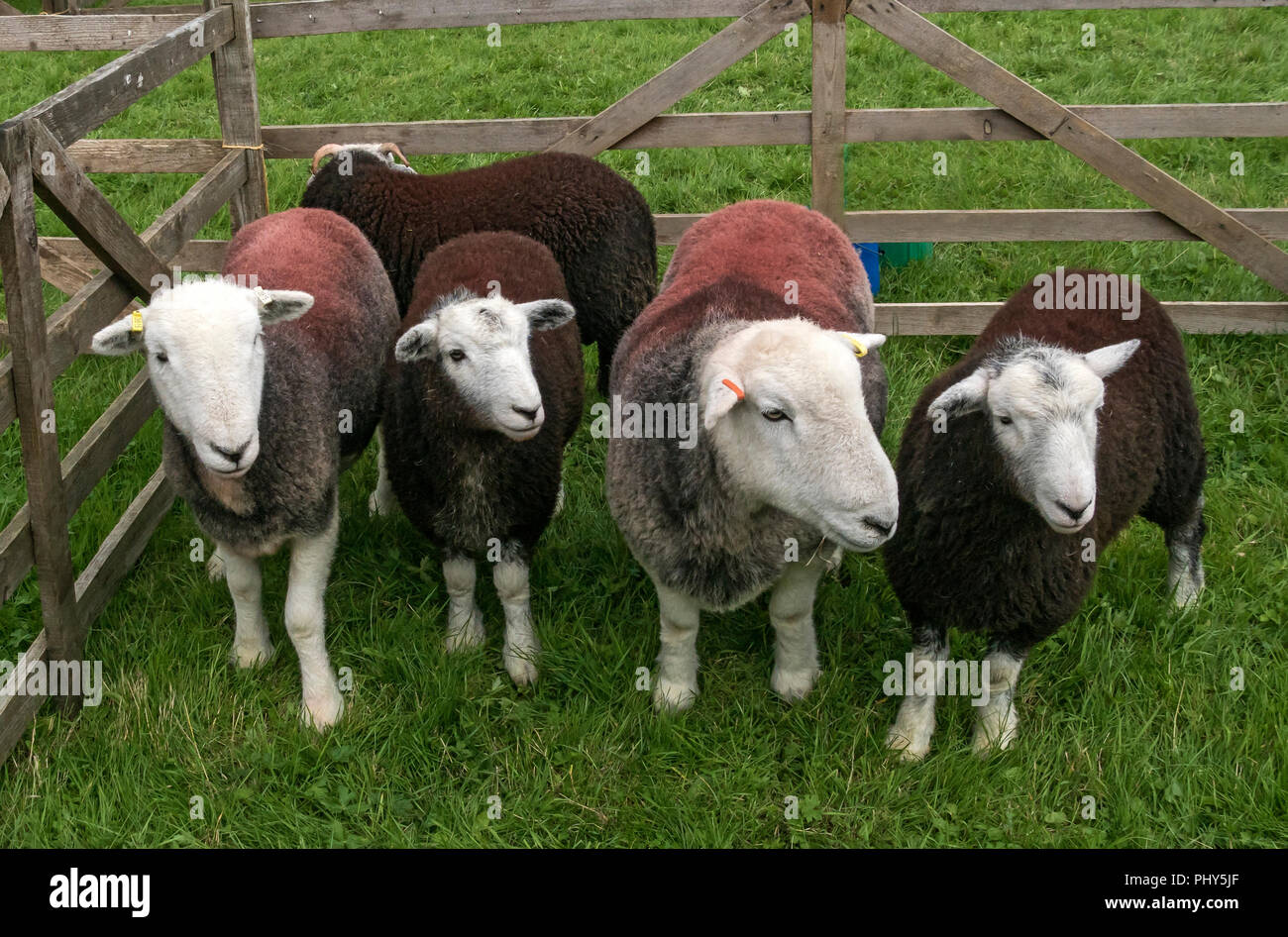 Herdwick Mutterschafe bei Serenity zeigen. Warten beurteilt werden. Stockfoto