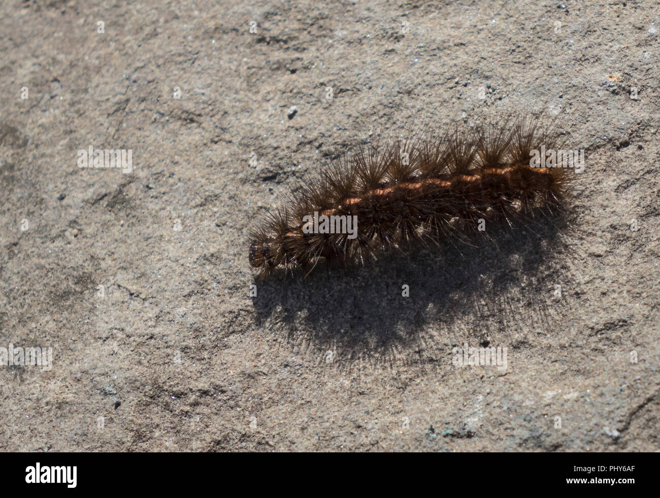 Weißes Hermelin Motte Caterpillar Stockfoto