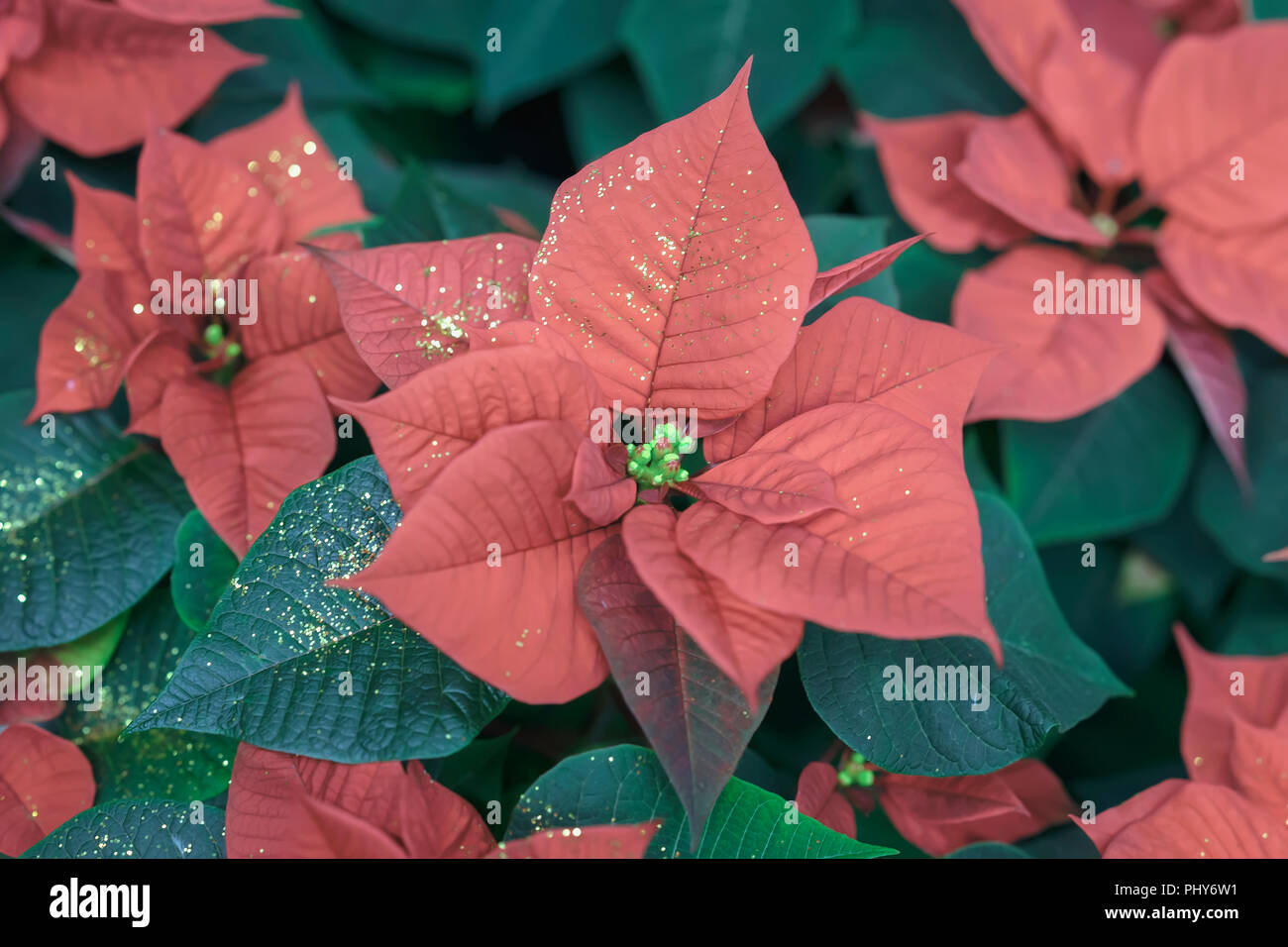 Weihnachtsstern Euphorbia Pulcherrima Mit Dekorativen