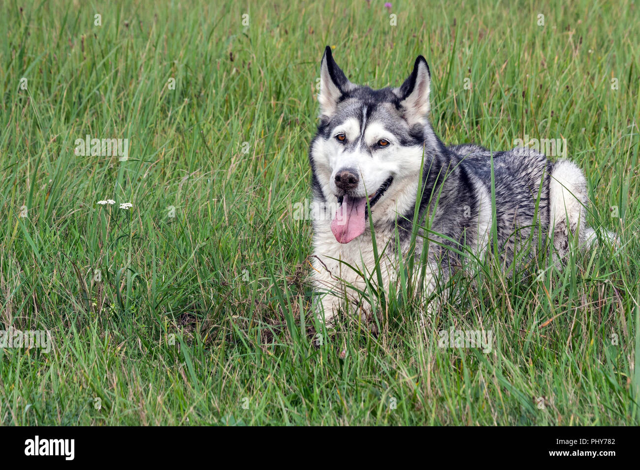 Der Hund ist ein Alaskan Malamute, Portrait, liegt auf einer hohen grünen Gras, ein schmutziges Gesicht, die Nase ist im Boden verschmutzt, ein schmutziges Zunge zu sehen ist, Stockfoto