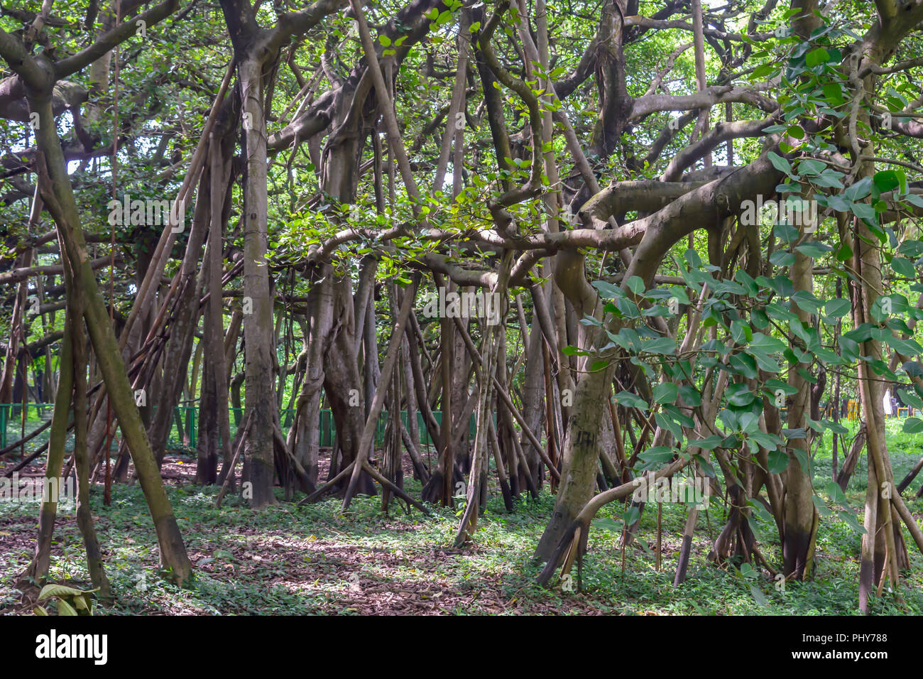 Erstaunlich Banyan Tree Vordach an nebligen Herbst morgen mit Sonnenstrahlen glänzenden Thru verlässt. Stockfoto