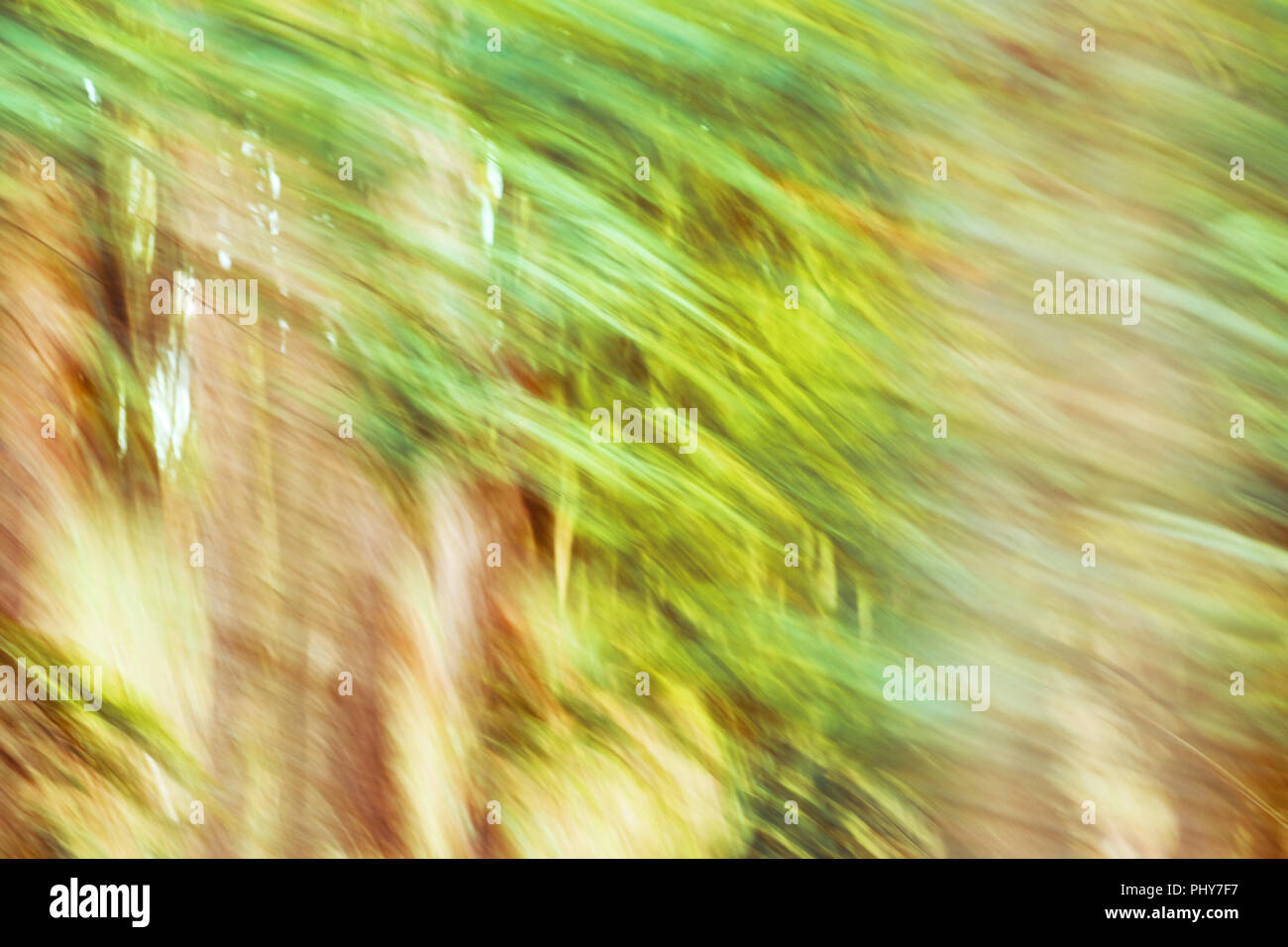 Motion unscharfes Bild von einem herbstlichen Wald, Natur abstrakt Hintergrund. Stockfoto