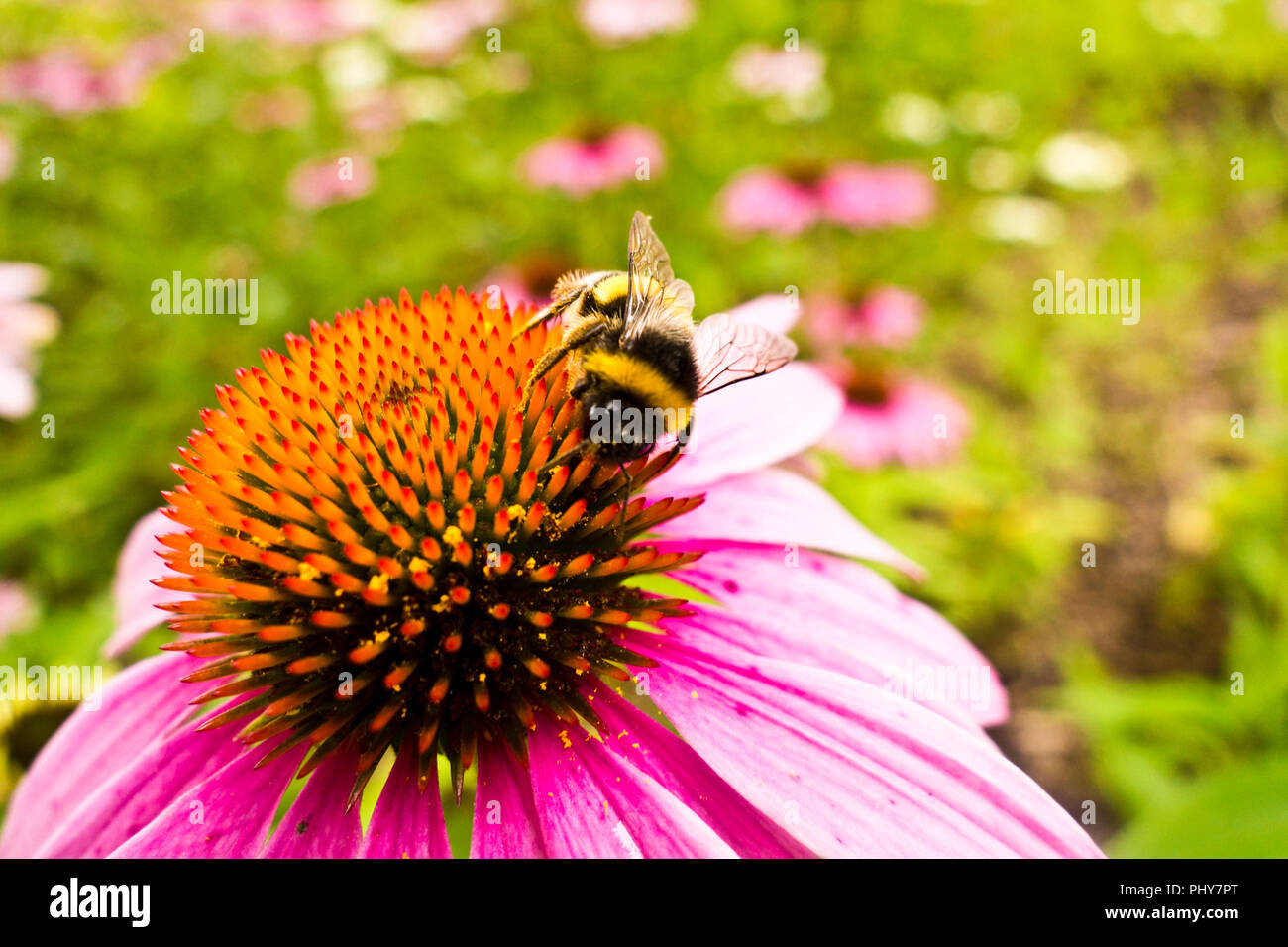 Bumblebee probing Nektar aus einer Echinacea Blume Stockfoto