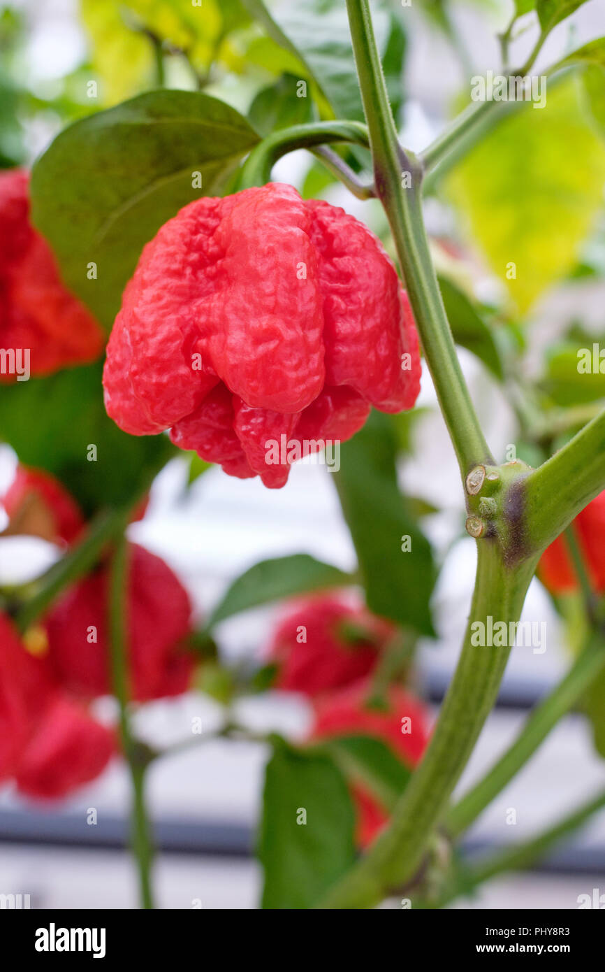 In der Nähe von Obst von Capsicum chinense 7 Pot Gehirn Sorte roter Pfeffer wächst in einem Gewächshaus Stockfoto
