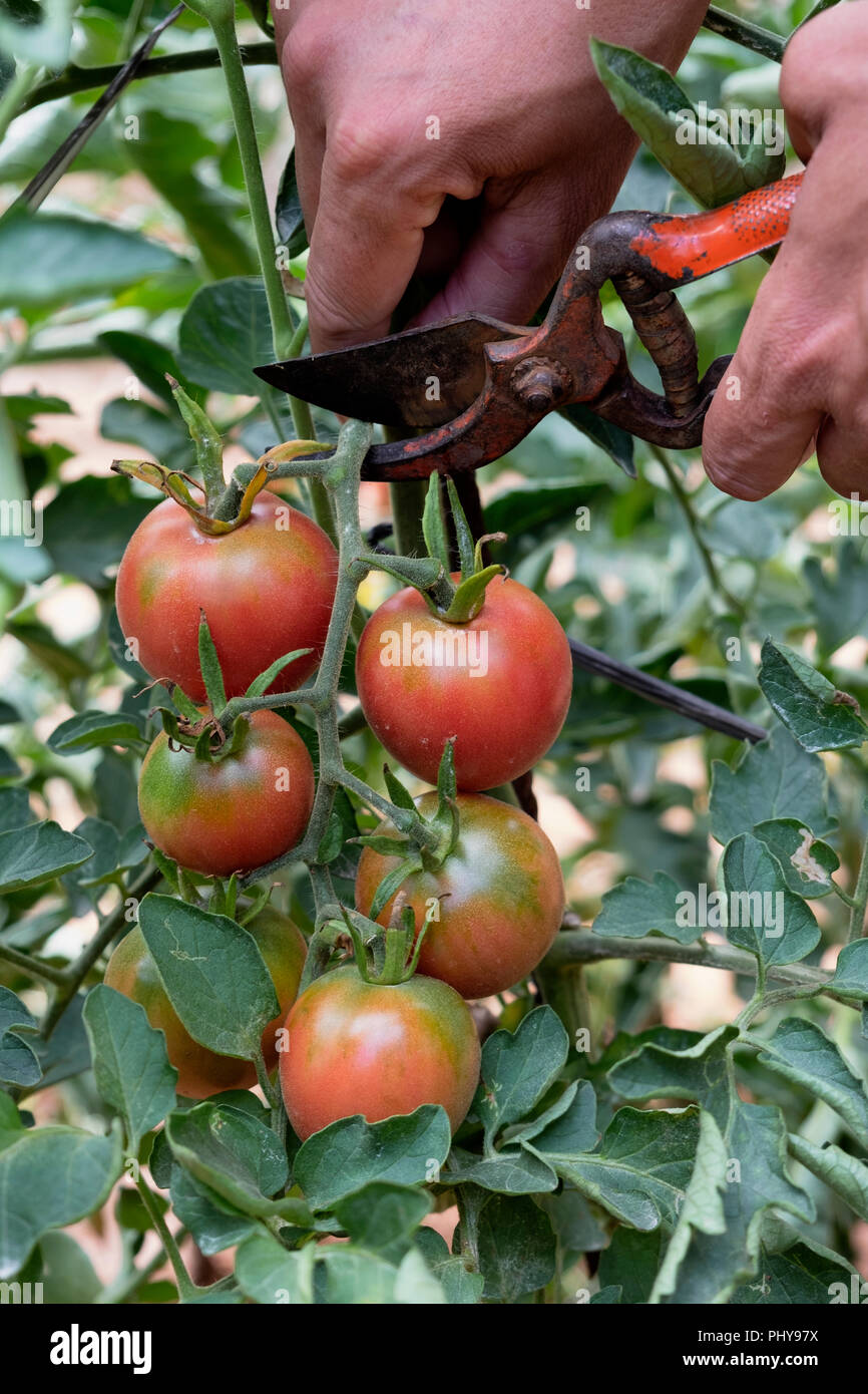 Nahaufnahme eines jungen kaukasischen Mann Kommissionierung einige Tomaten aus der Anlage in eine organische Obstgarten mit einer Baum-, Reb- und Gartenscheren Stockfoto