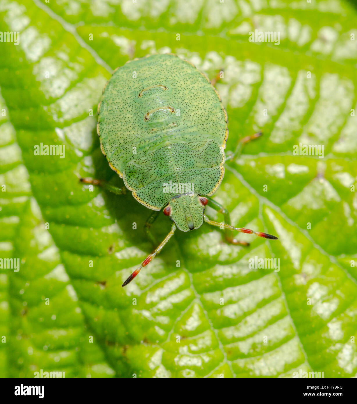 Weißdorn shield Bug-acanthosoma haemorrhoidale Stockfoto