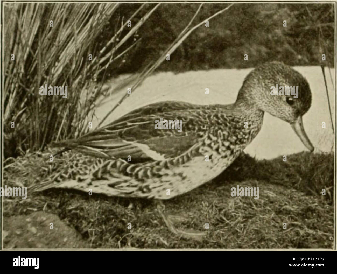 "Britischen vogel Buch der Sportler" (1908) Stockfoto