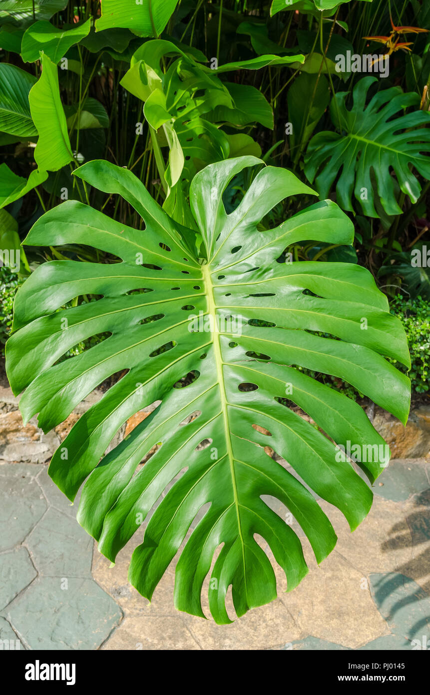 Monstera deliciosa Blatt. Stockfoto