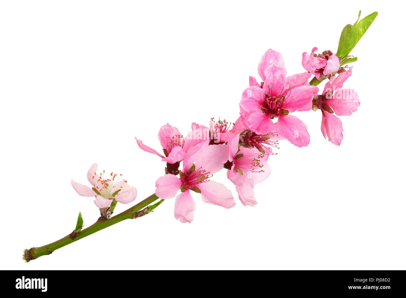 Cherry Blossom, sakura Blumen auf weißem Hintergrund. Stockfoto