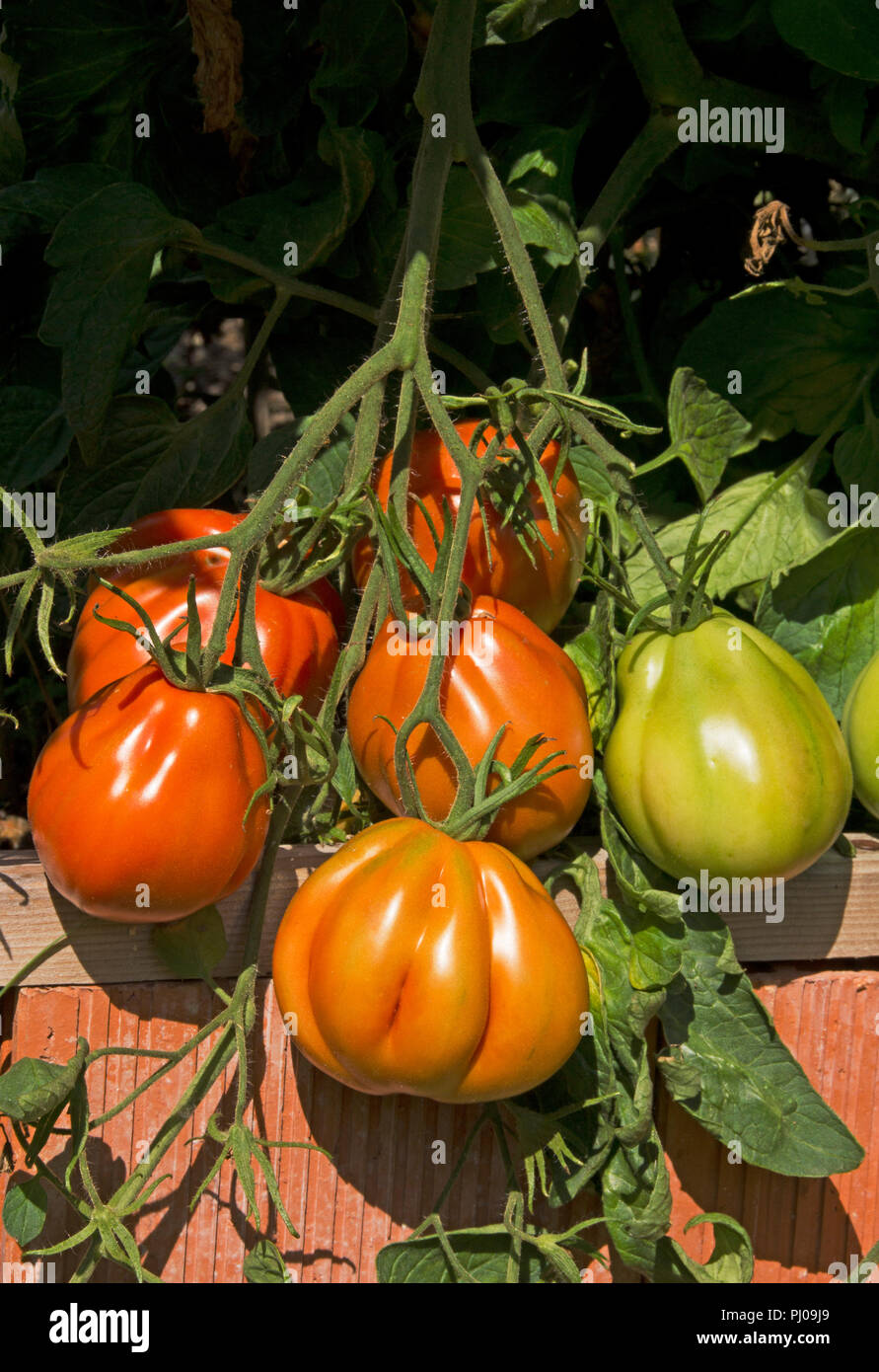 Var die Tomate Corazon F1 wächst in einem erhöhten Bett. Die Früchte reif sind, süß und saftig. Stockfoto