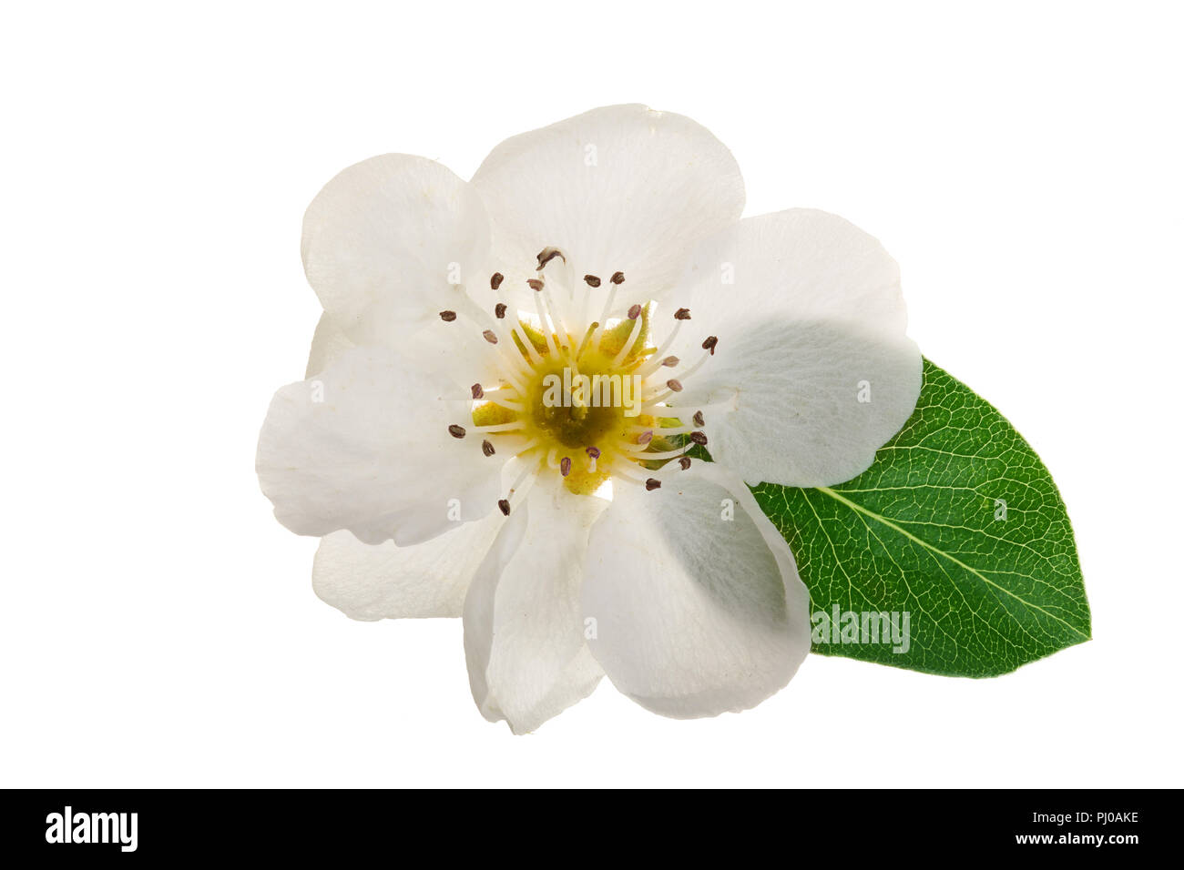 Pear Blumen auf weißem Hintergrund. Ansicht von oben. Flach. Eingestellt oder Sammlung. Stockfoto