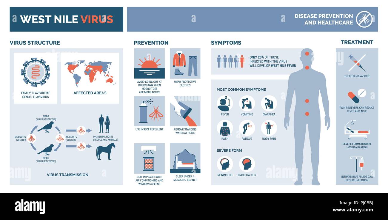 West Nile Virus Infografik: virus Struktur, Getriebe, Prävention, symptims und Behandlung Stock Vektor