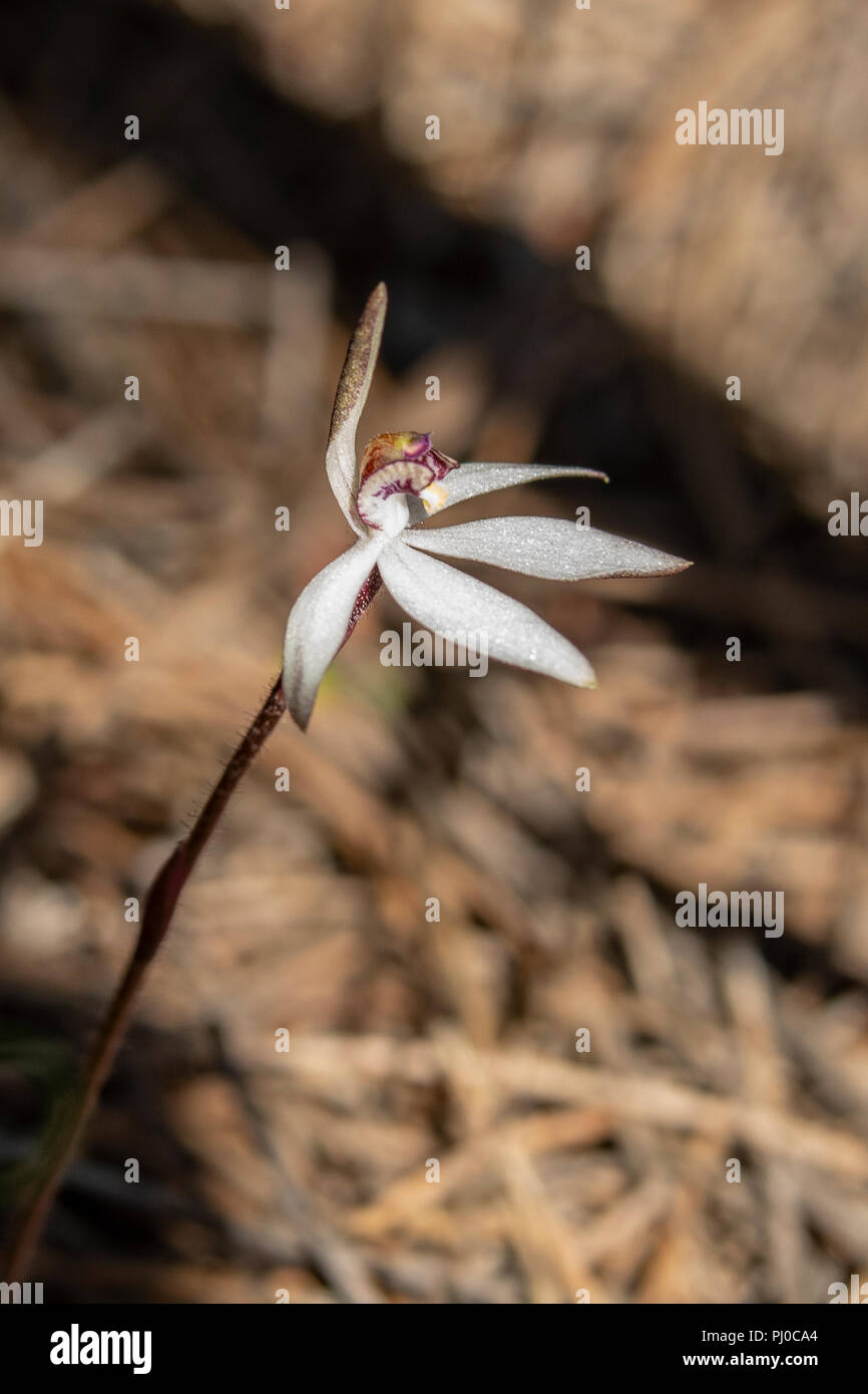 Saccharata Ericksonella, Zucker Orchid Stockfoto