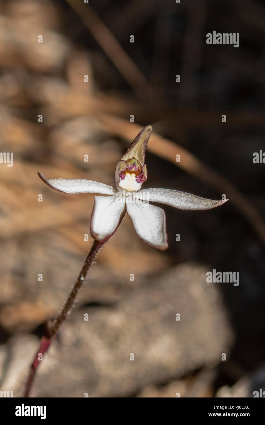 Saccharata Ericksonella, Zucker Orchid Stockfoto