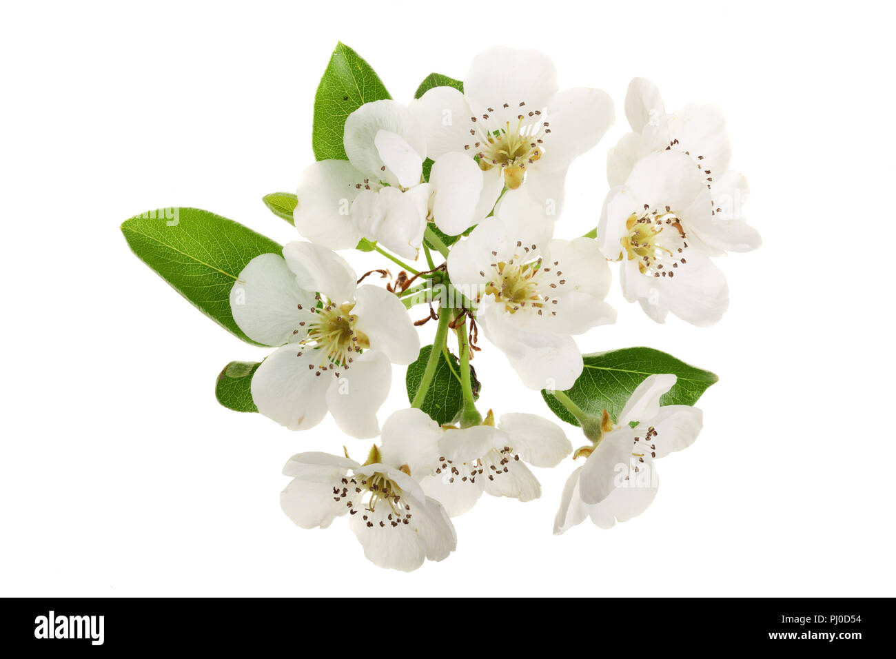 Zweig mit Birne Blumen auf weißem Hintergrund. Ansicht von oben. Flach Stockfoto