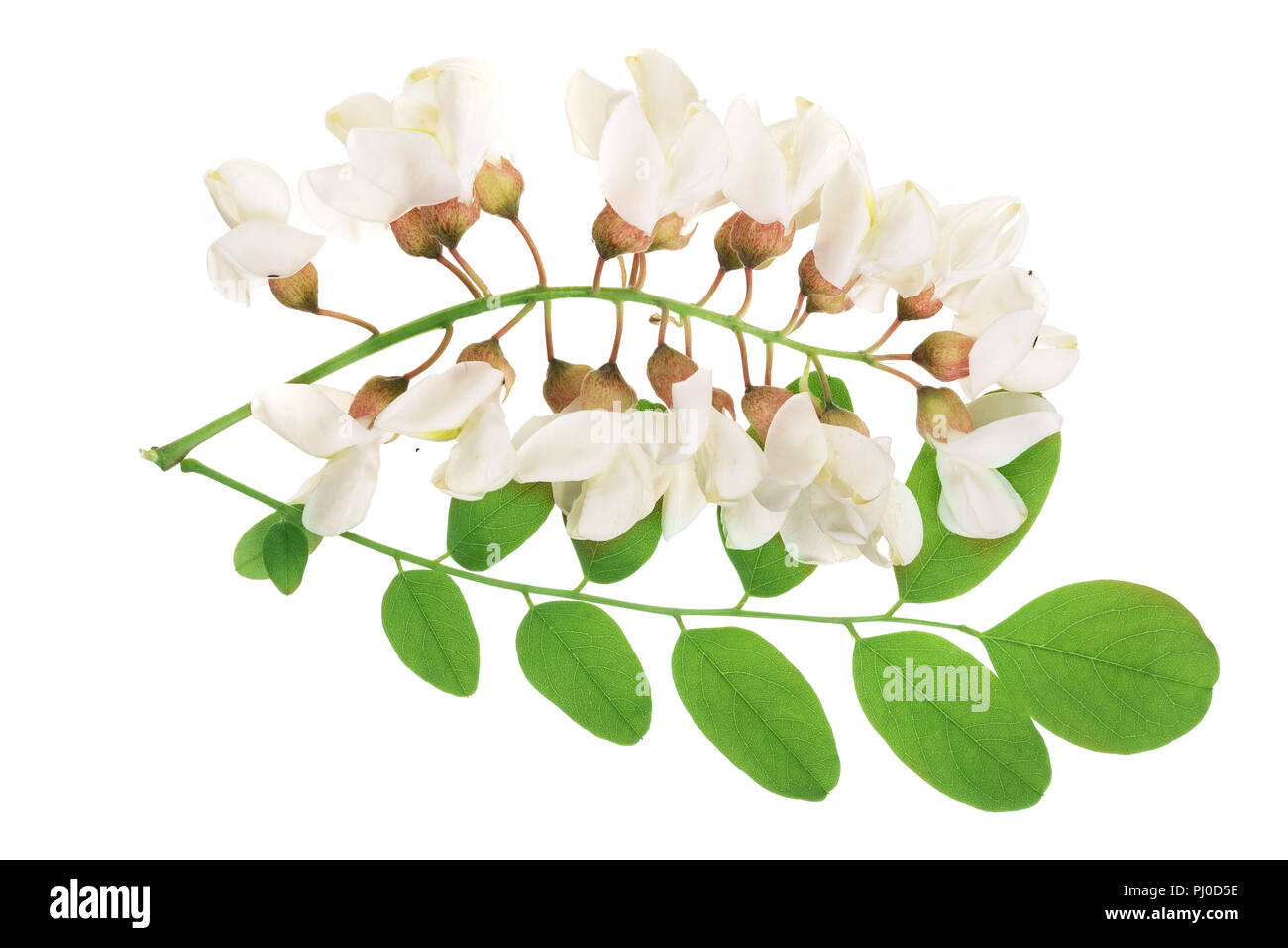 Blühende Akazie mit treibt auf weißem Hintergrund, Akazienblüten, Robinia pseudoacacia. Weiß Acacia Stockfoto