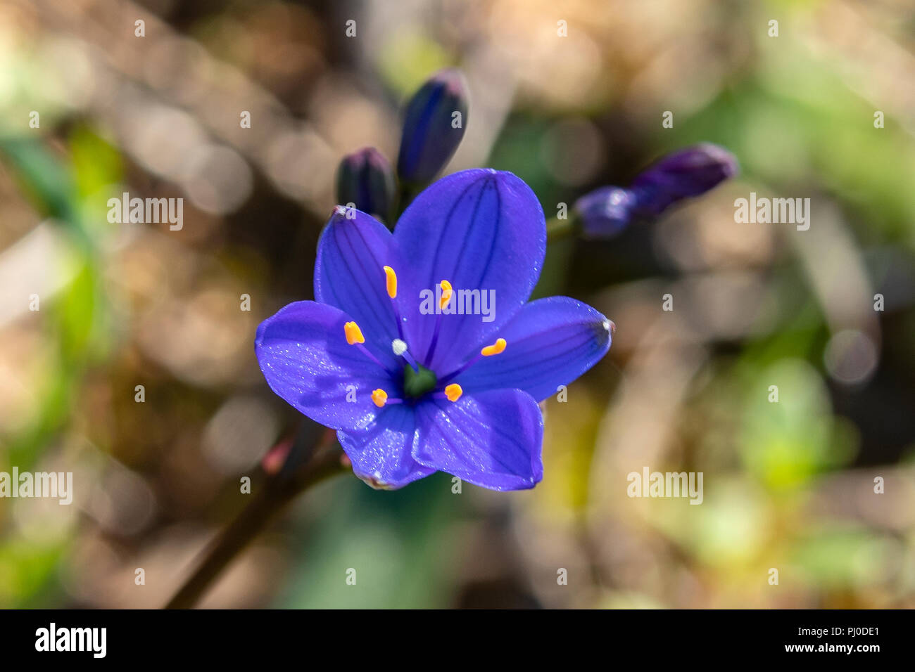Chamaescilla spiralis, Schmal-leaved Blausterne Stockfoto