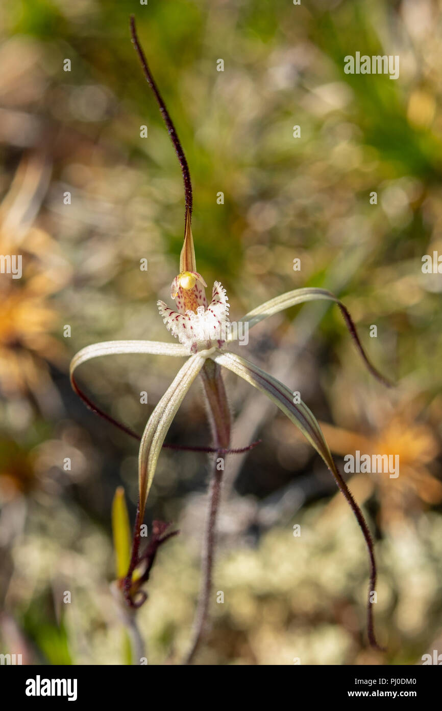 Caladenia longicauda ssp. australora, Southern White Spider Orchid Stockfoto