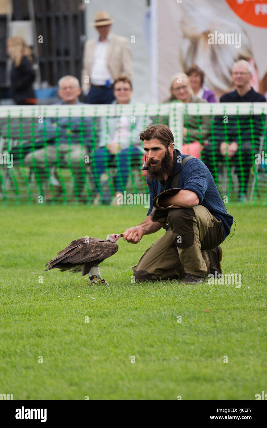 Ben Potter Steller's Sea Eagle auf der Southport 2018 Flower Show Stockfoto