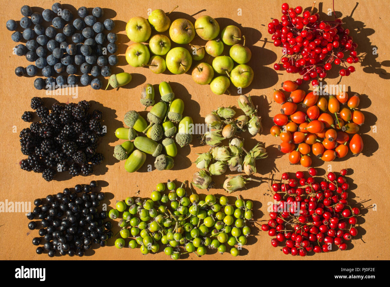 Herbst Beeren, Früchte und Nüsse, bunte Sammlung auf einem Holzbrett angeordnet Stockfoto