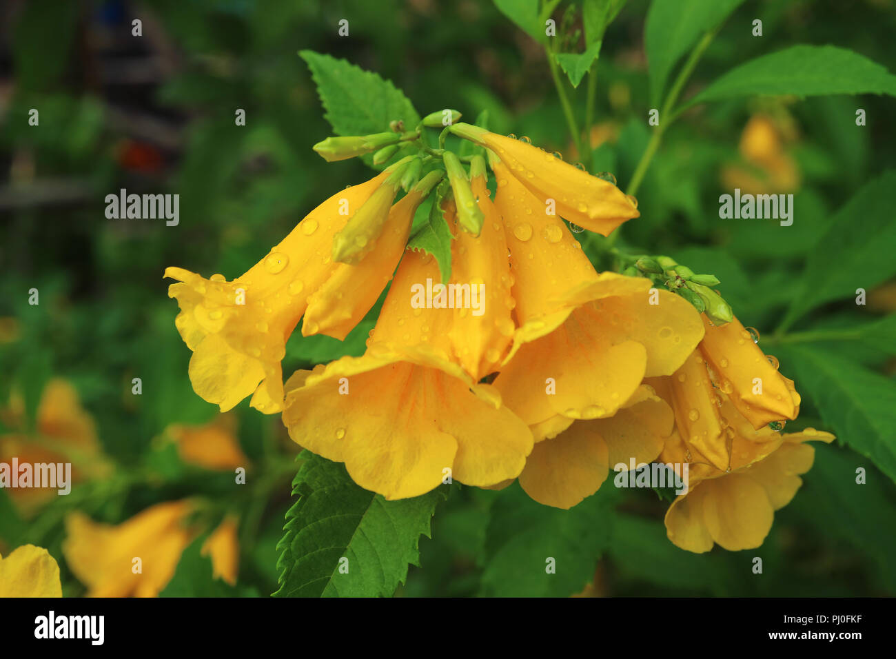 Geschlossen bis Bündel von leuchtenden gelben Blüten mit Wassertropfen nach dem Regen, Blur grünes Laub im Hintergrund Stockfoto
