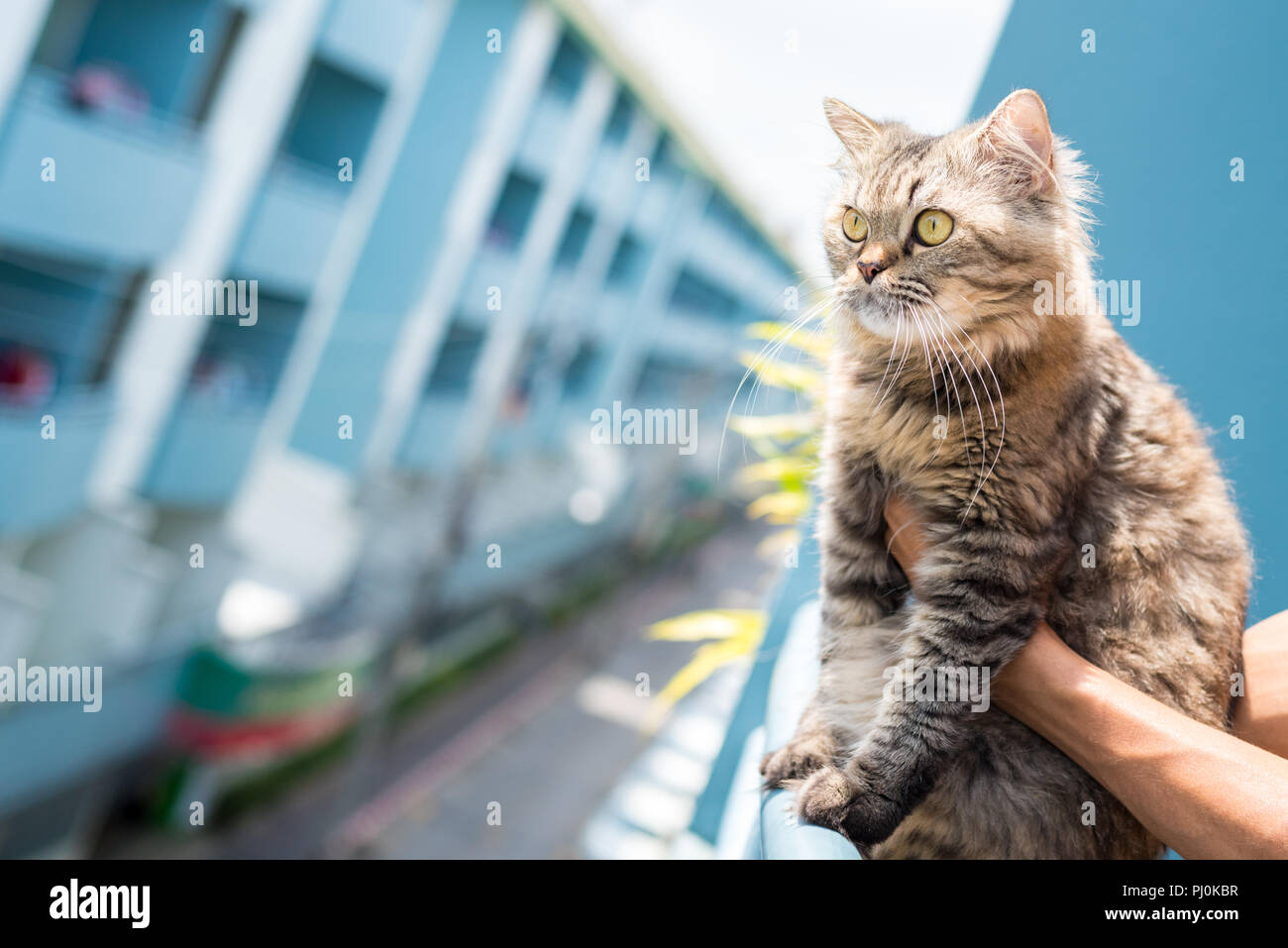 Flauschige tabby Katze sitzt auf der Schiene eines Balkon (mit Hilfe des Eigentümers Händen) mit einem Hochhaus im Hintergrund. Stockfoto