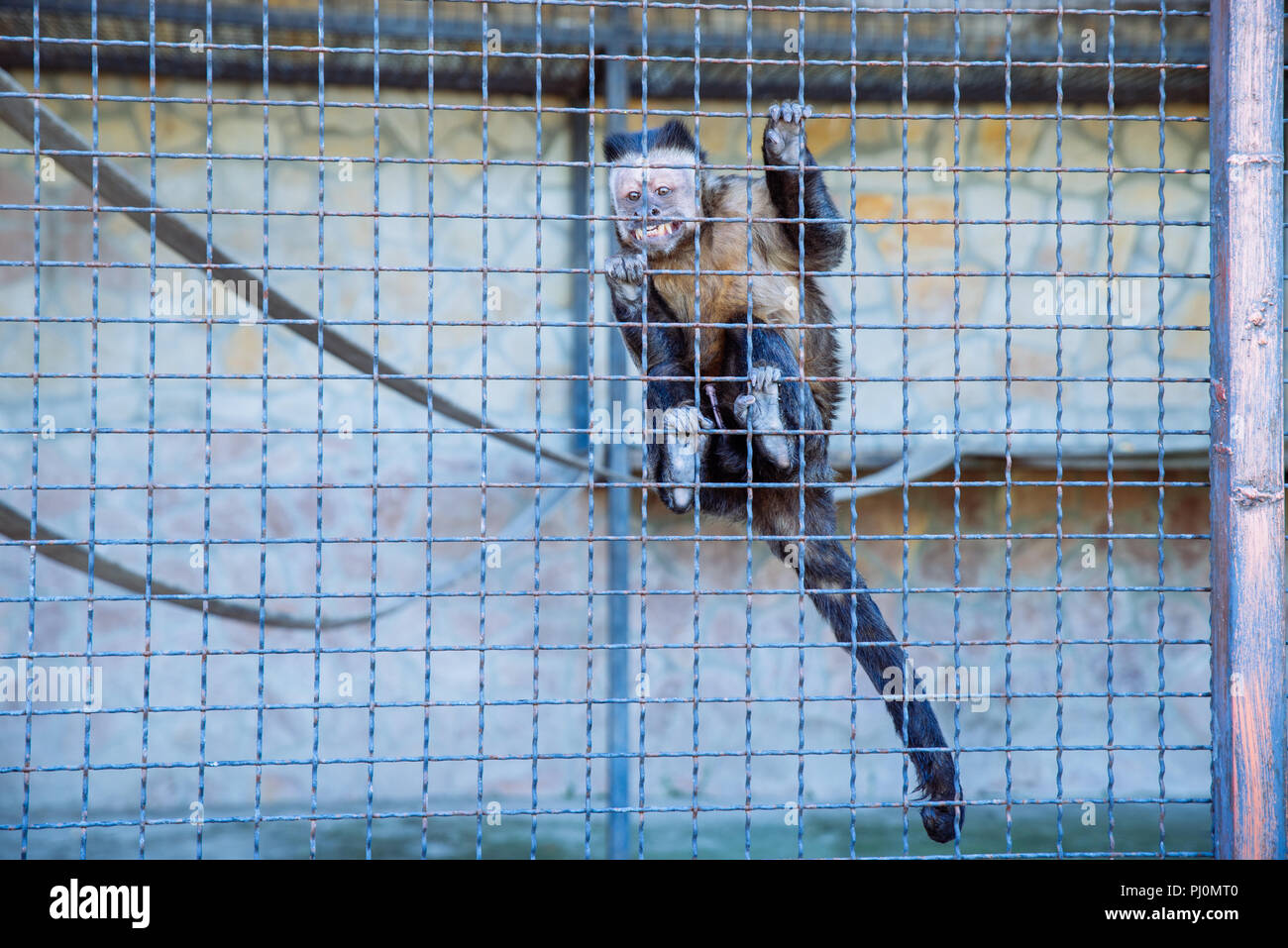 Kapuziner in zoo Käfig. Leben in Haft Stockfoto