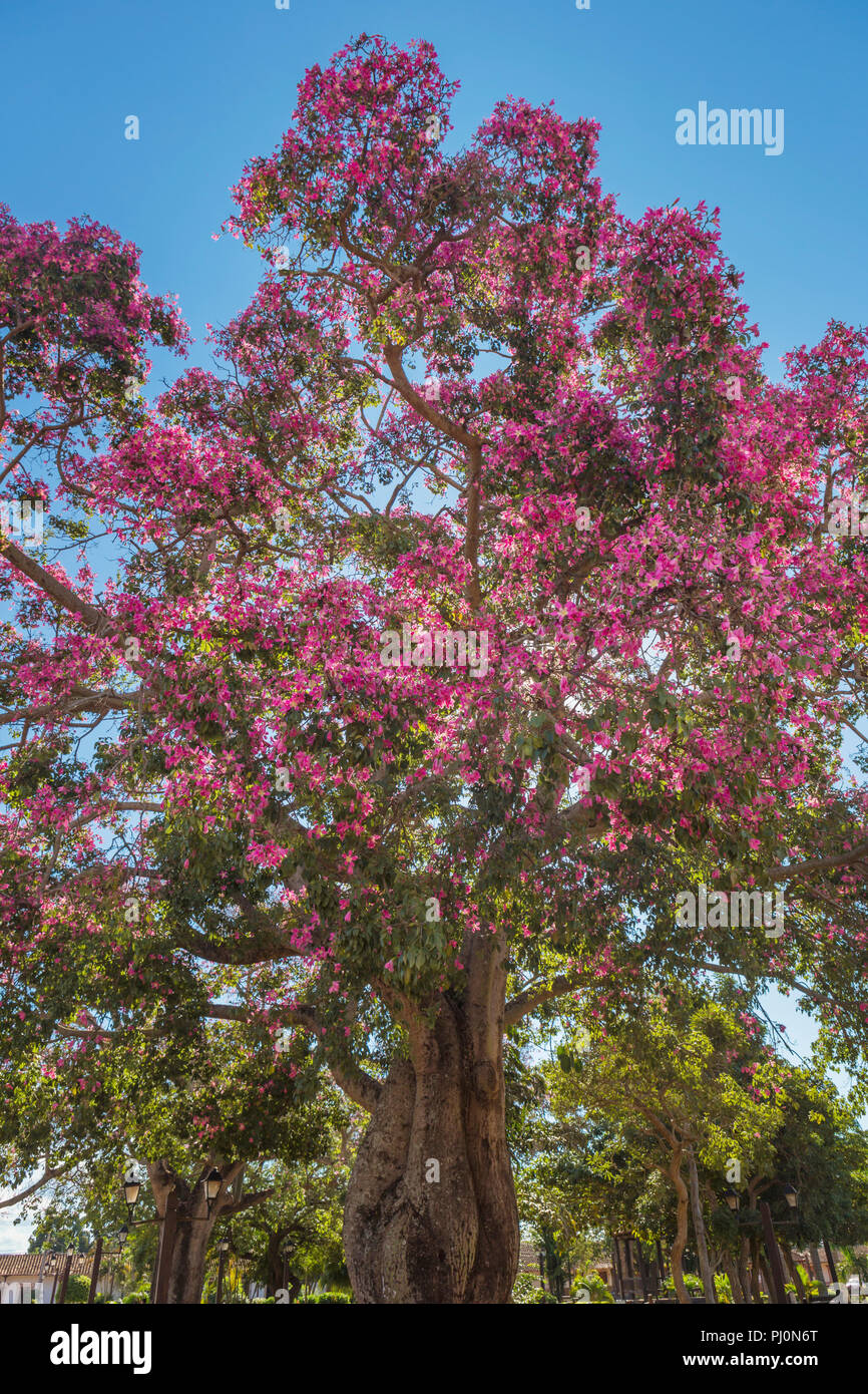Silk Floss Tree, Ceiba speciosa, Concepcion, Santa Cruz, Bolivien Stockfoto