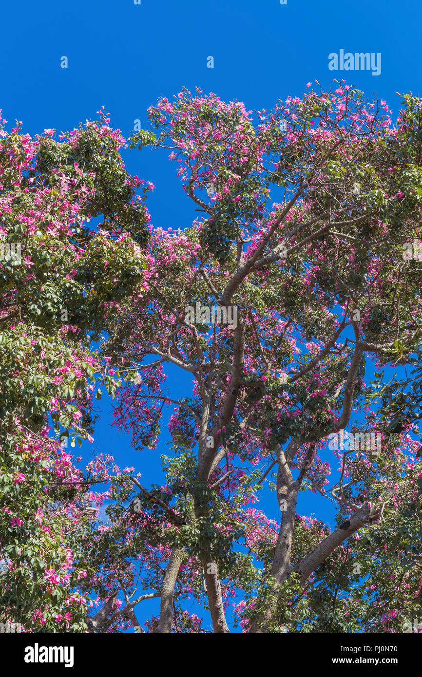 Silk Floss Tree, Ceiba speciosa, Concepcion, Santa Cruz, Bolivien Stockfoto