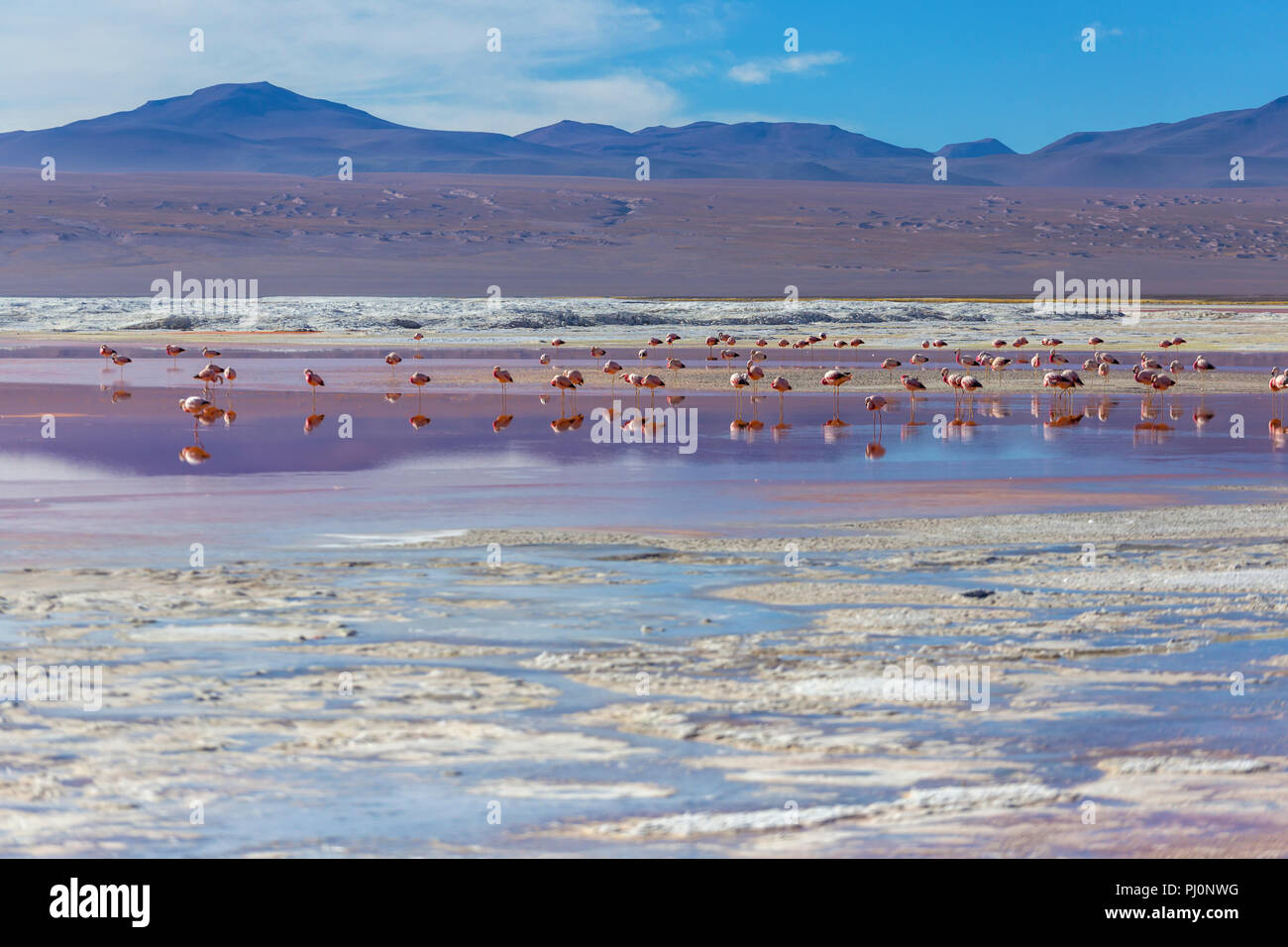 Laguna Colorada, Eduardo Avaroa National Park, Potosi, Bolivien Stockfoto