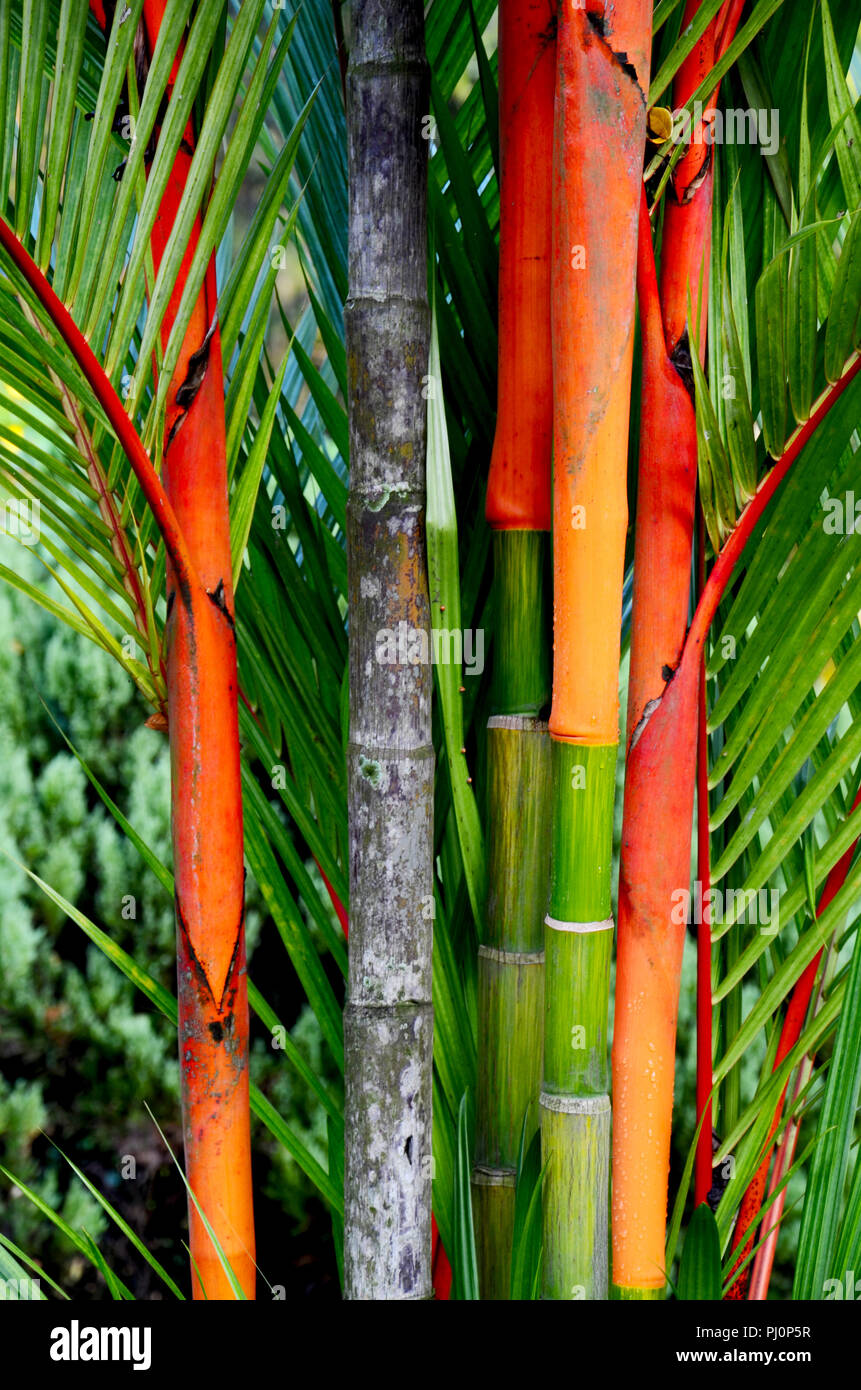 Bambus Die Wunderpflanze Stockfoto