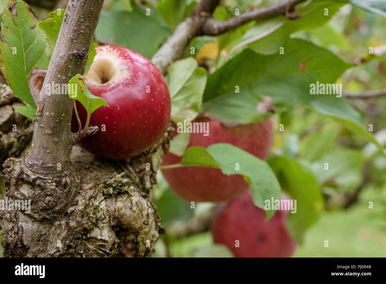 Einzelne glänzend roten saftigen Apfel auf einem Zweig auf der Windmühle Obstgärten, Riverhead, Auckland Stockfoto