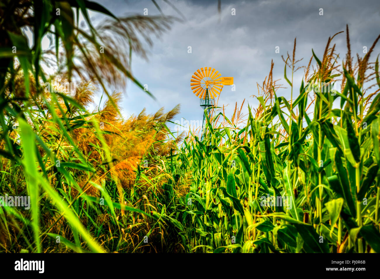 Wind Pumpe im Naturschutzgebiet Kirchwerder in Hamburg, Deutschland Stockfoto
