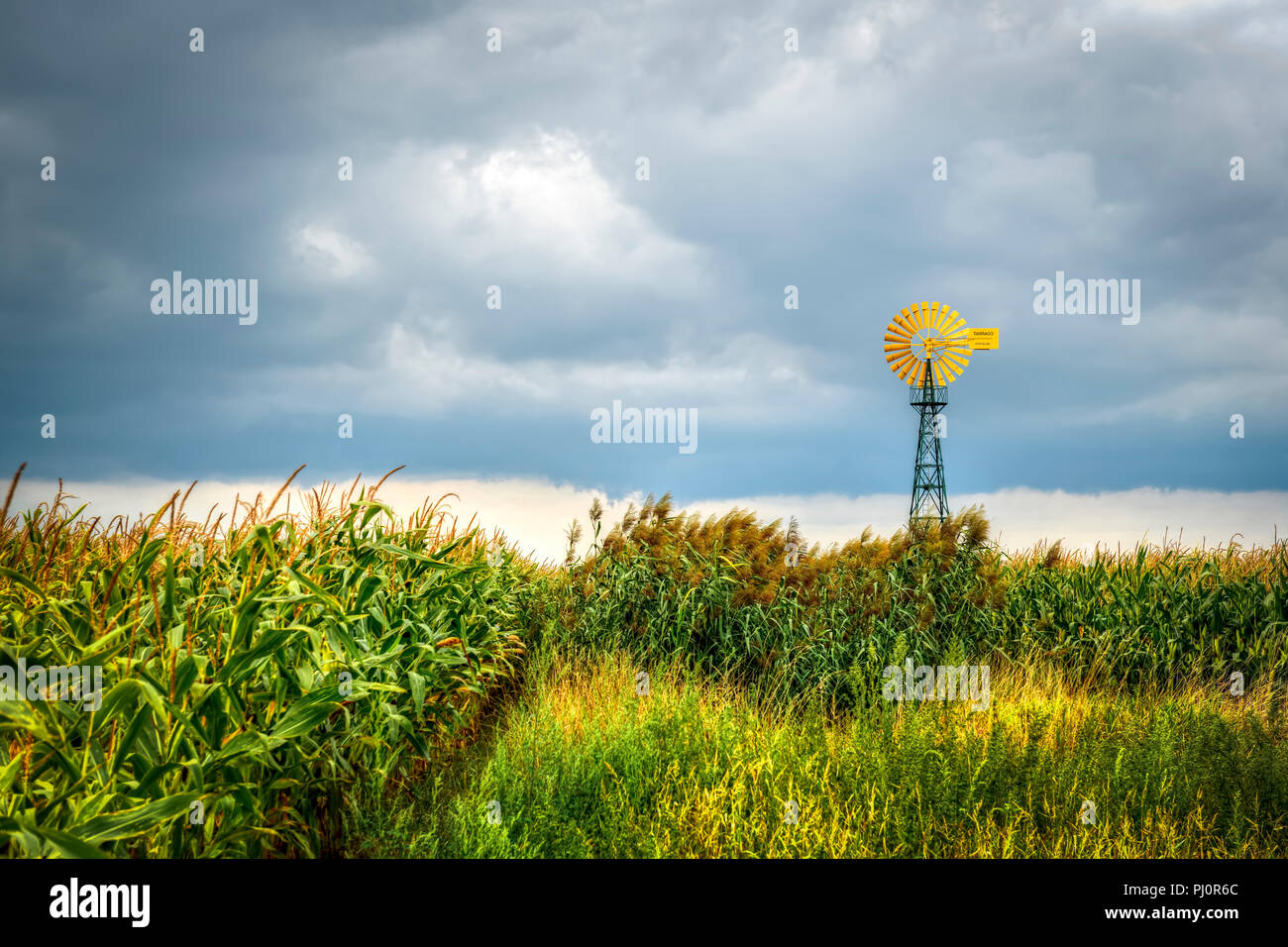 Wind Pumpe im Naturschutzgebiet Kirchwerder in Hamburg, Deutschland Stockfoto