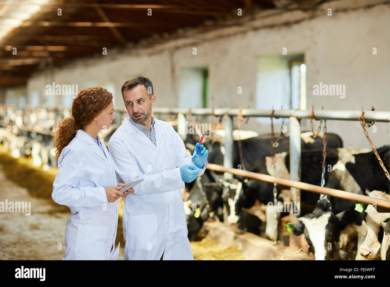 Zwei Tierärzte Inspektion Kühe auf dem Bauernhof Stockfoto