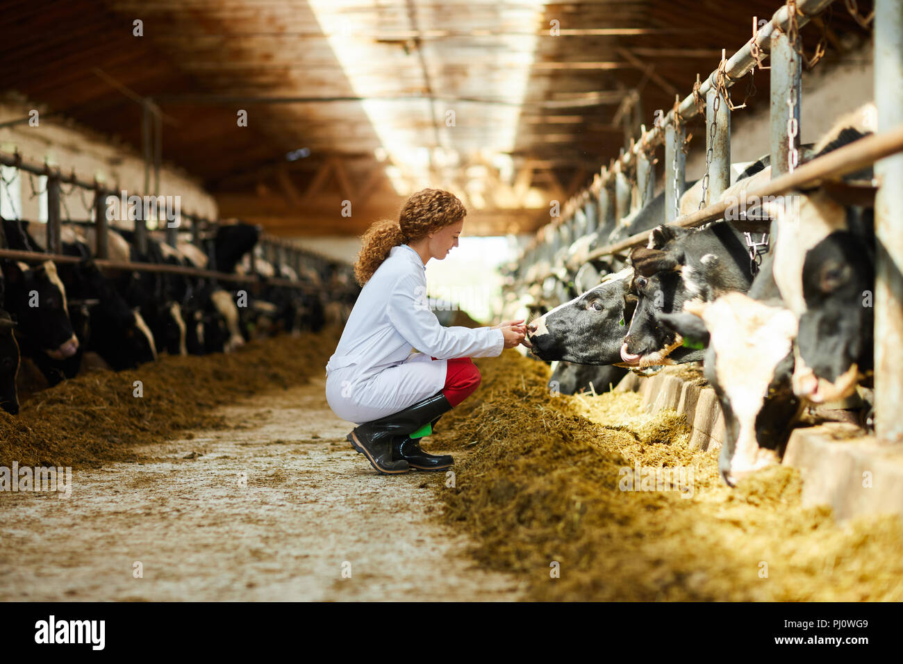 Junge Frau Interessieren für Kühe Stockfoto