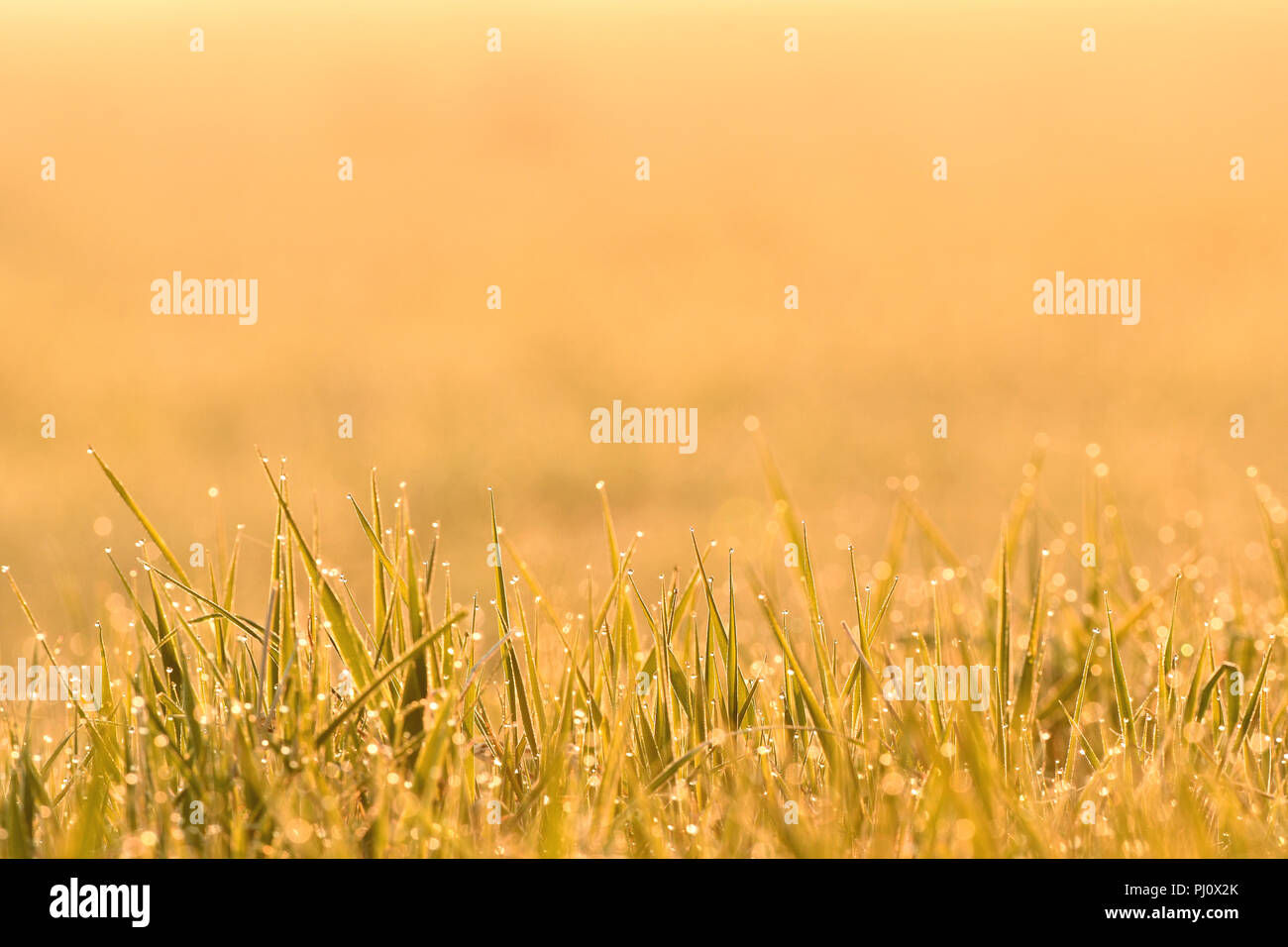 Natur Hintergrund - Tau auf dem Gras von warmen goldenen Morgenlicht leuchtet Stockfoto