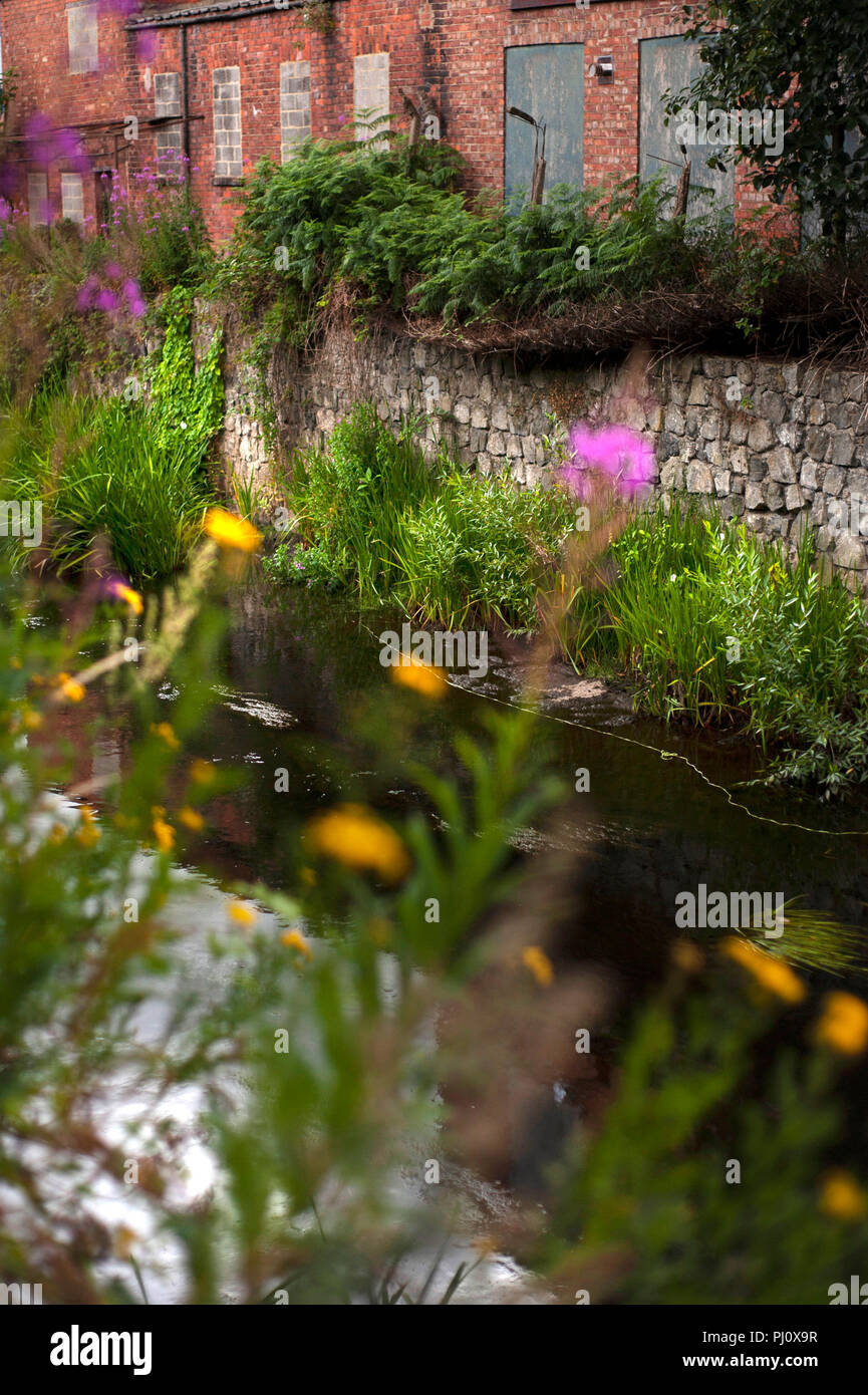 Der Fluss Skerne, helles Wasser Projekt, Darlington, County Durham, England Großbritannien Stockfoto