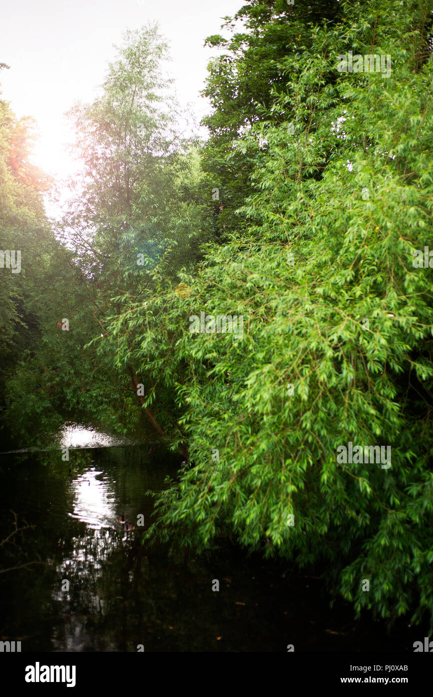 Der Fluss Skerne, helles Wasser Projekt, Darlington, County Durham, England Großbritannien Stockfoto