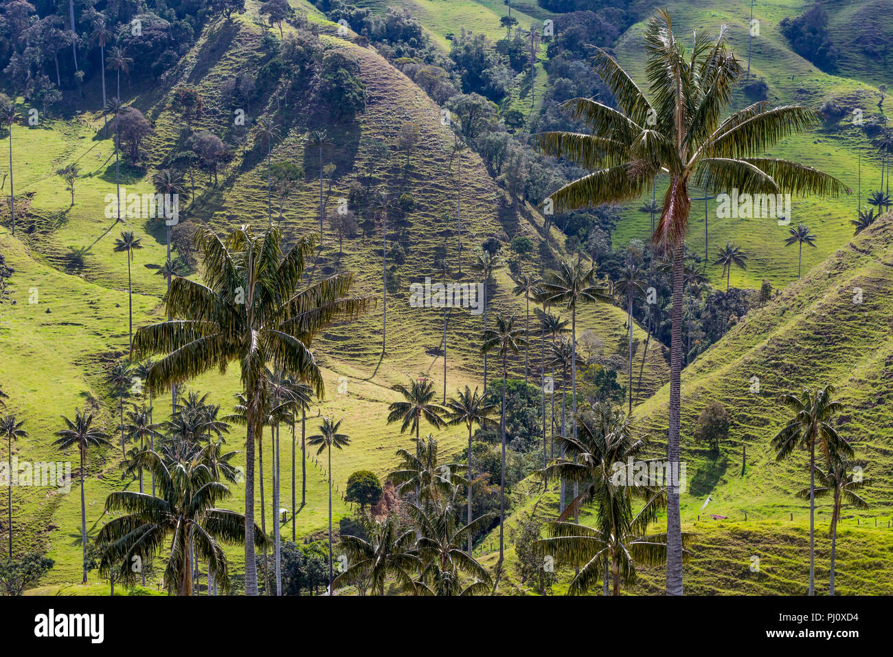 Landschaften Caldas in Kolumbien Südamerika Stockfoto