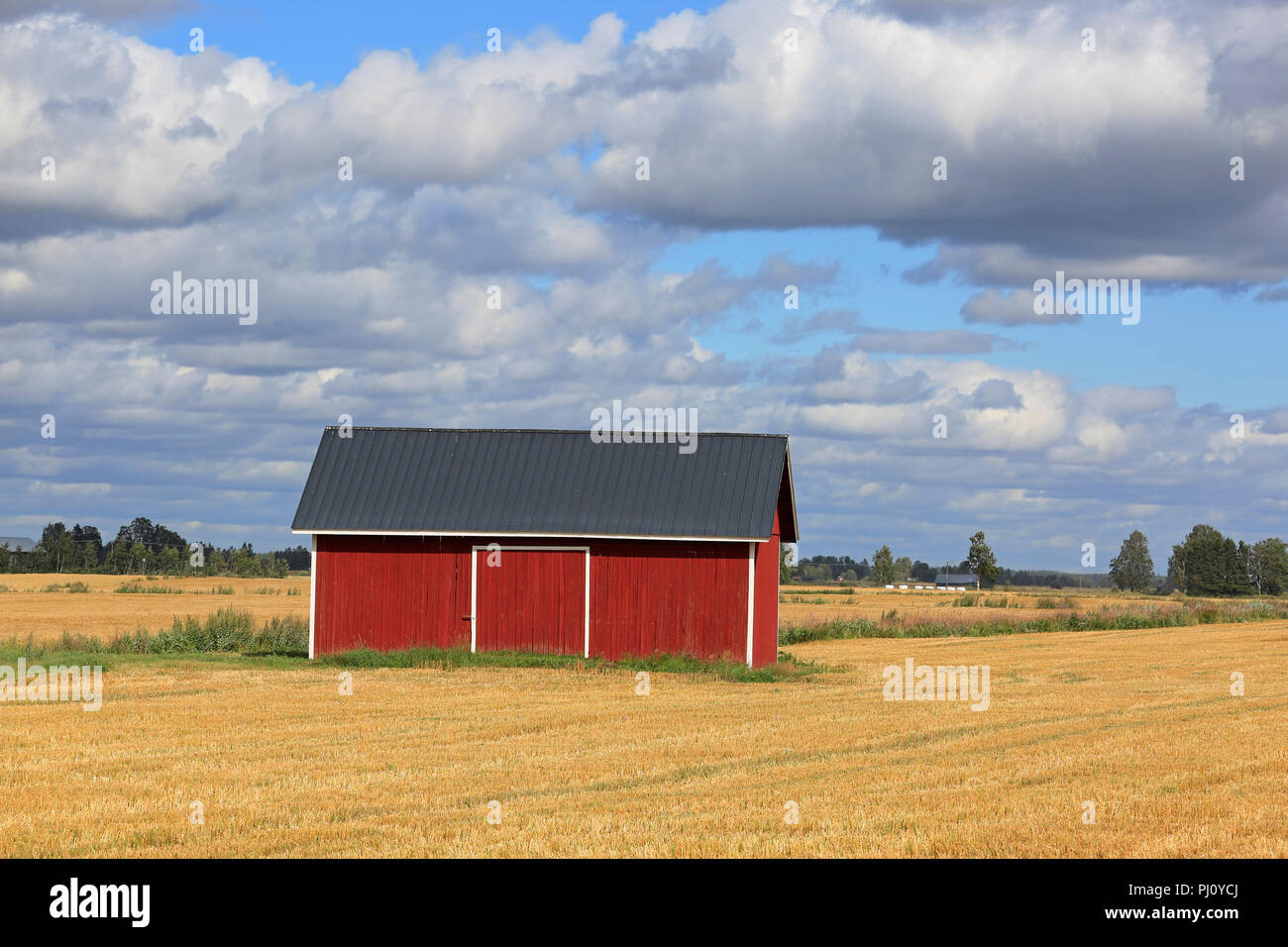 Rote hölzerne Scheune im stoppel Weizenfeld im frühen Herbst mit blauem Himmel und Wolken Hintergrund in der offenen Agrarlandschaft von Ostrobothnia, Finnland Stockfoto