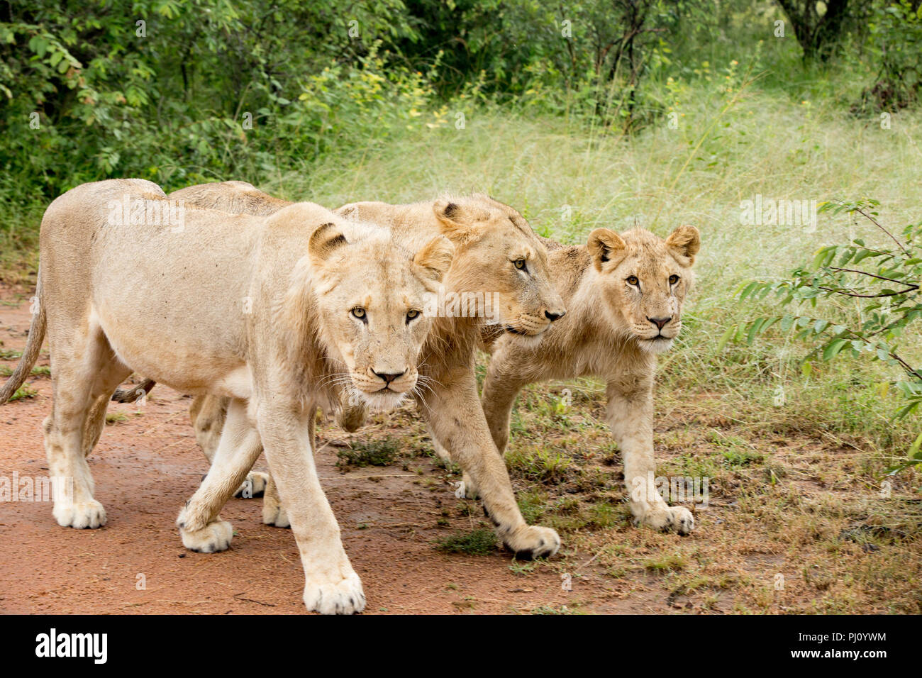 3 Lion gemeinsam Wandern im südafrikanischen Busch Stockfoto