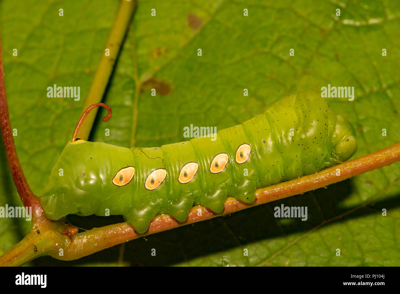 Pandora Sphinx Moth Caterpillar (Eumorpha pandorus) Stockfoto