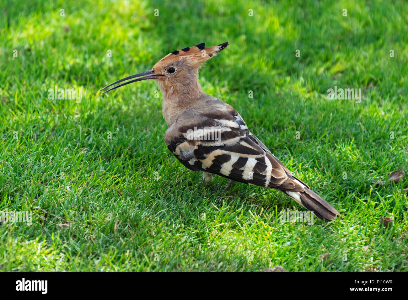 Schöne auffallende duchifat Wiedehopf upupa epops Vogel auf einem gestellt Üppige schattige Rasen in einem Garten in arad israel Stockfoto