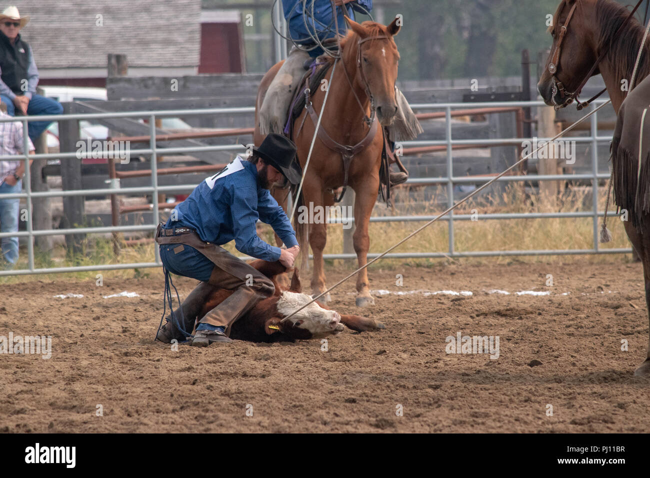 Ranch Hand konkurrieren in der mock branding Konkurrenz während der Ranch Rodeo an der Bar U Ranch National Historic Site von Kanada, Parks Kanada, Longvi Stockfoto